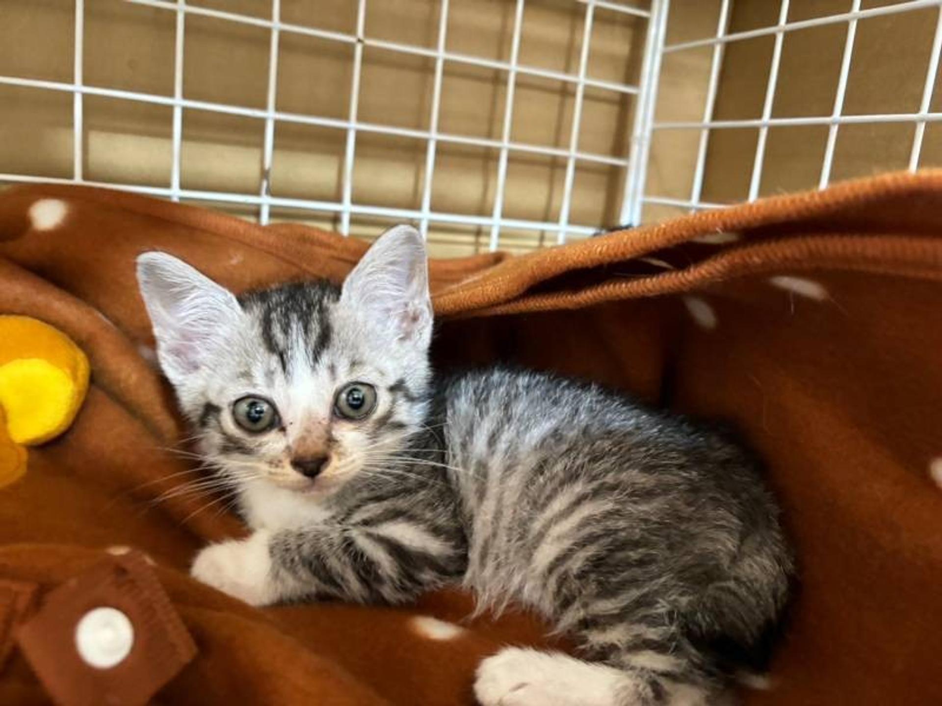 pet-image-3