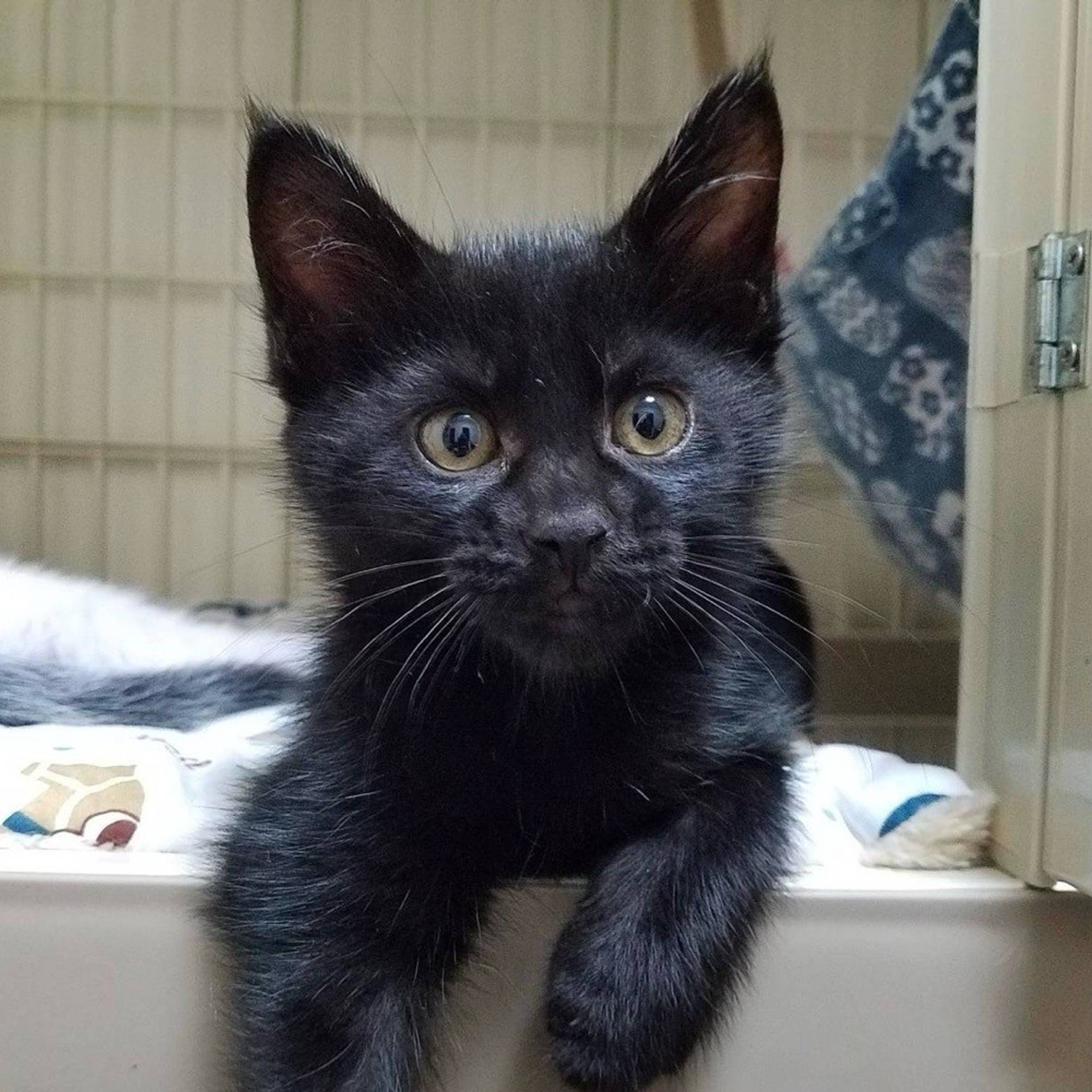 雑種（ミックス猫）・オスの里親募集の写真