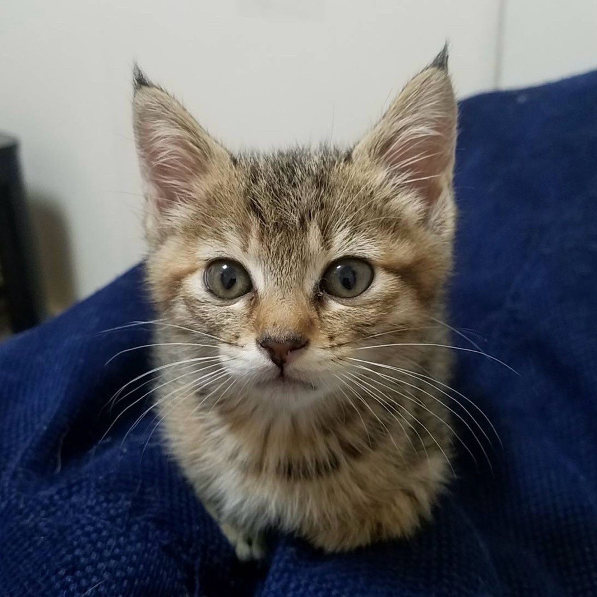雑種（ミックス猫）・メスの里親募集の写真