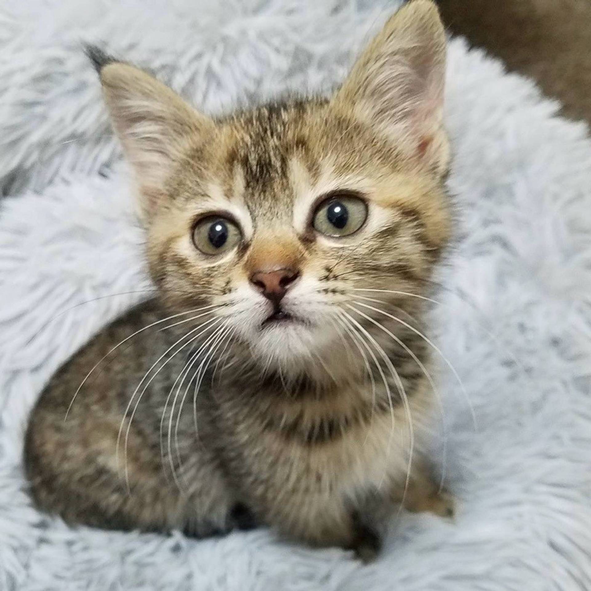 雑種（ミックス猫）・メスの里親募集の写真
