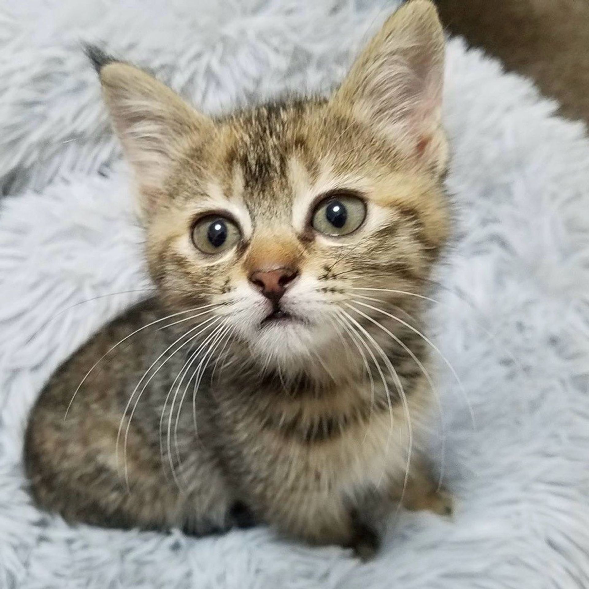 雑種（ミックス猫）・メスの里親募集の写真