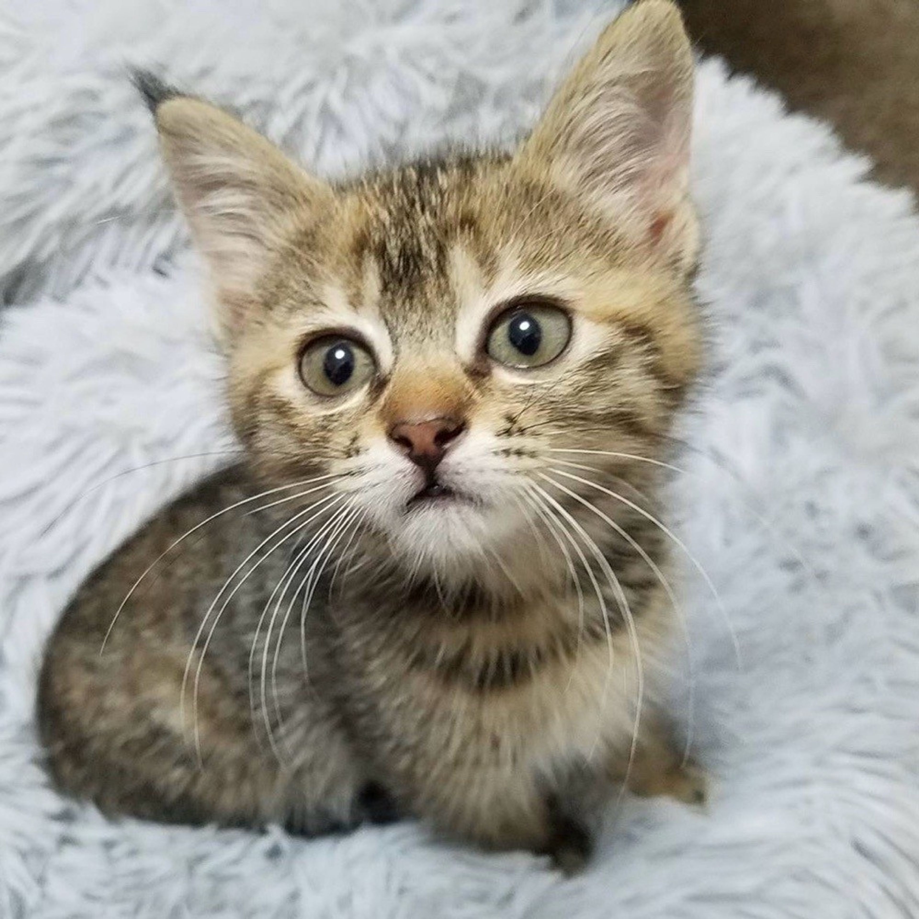 雑種（ミックス猫）・メスの里親募集の写真