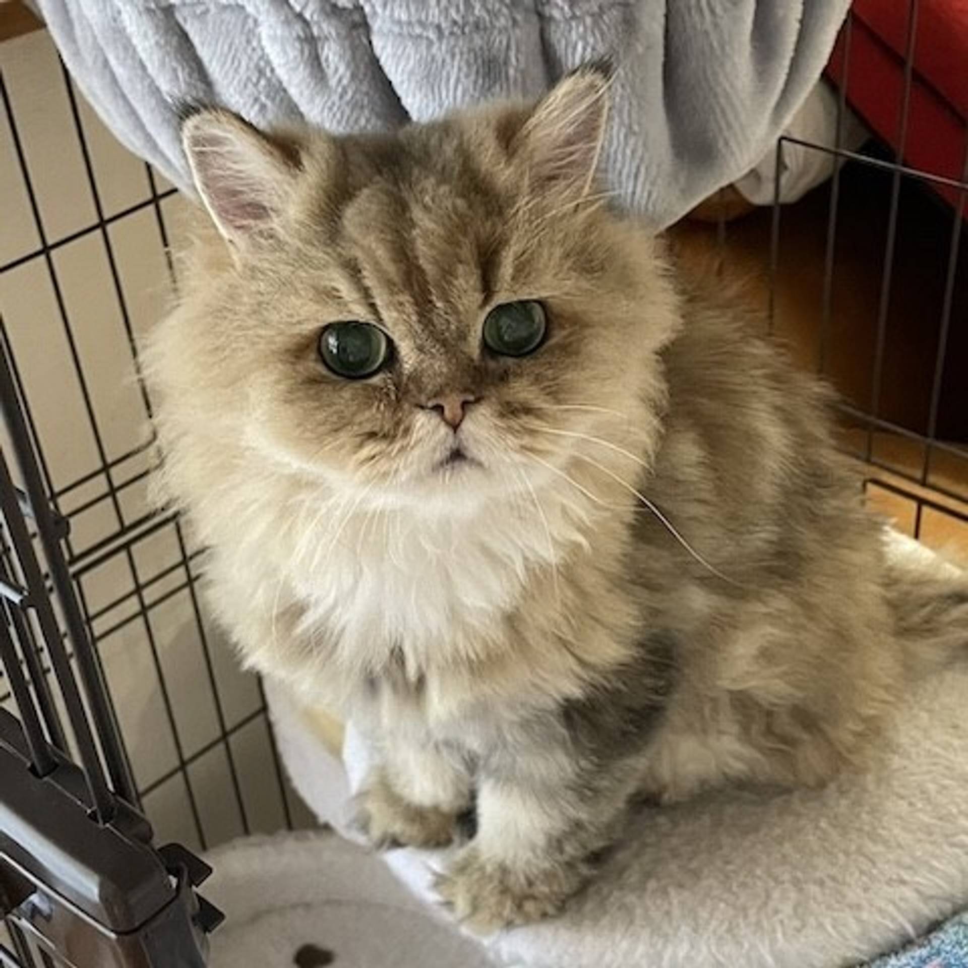 ペルシャ・オスの里親募集の写真