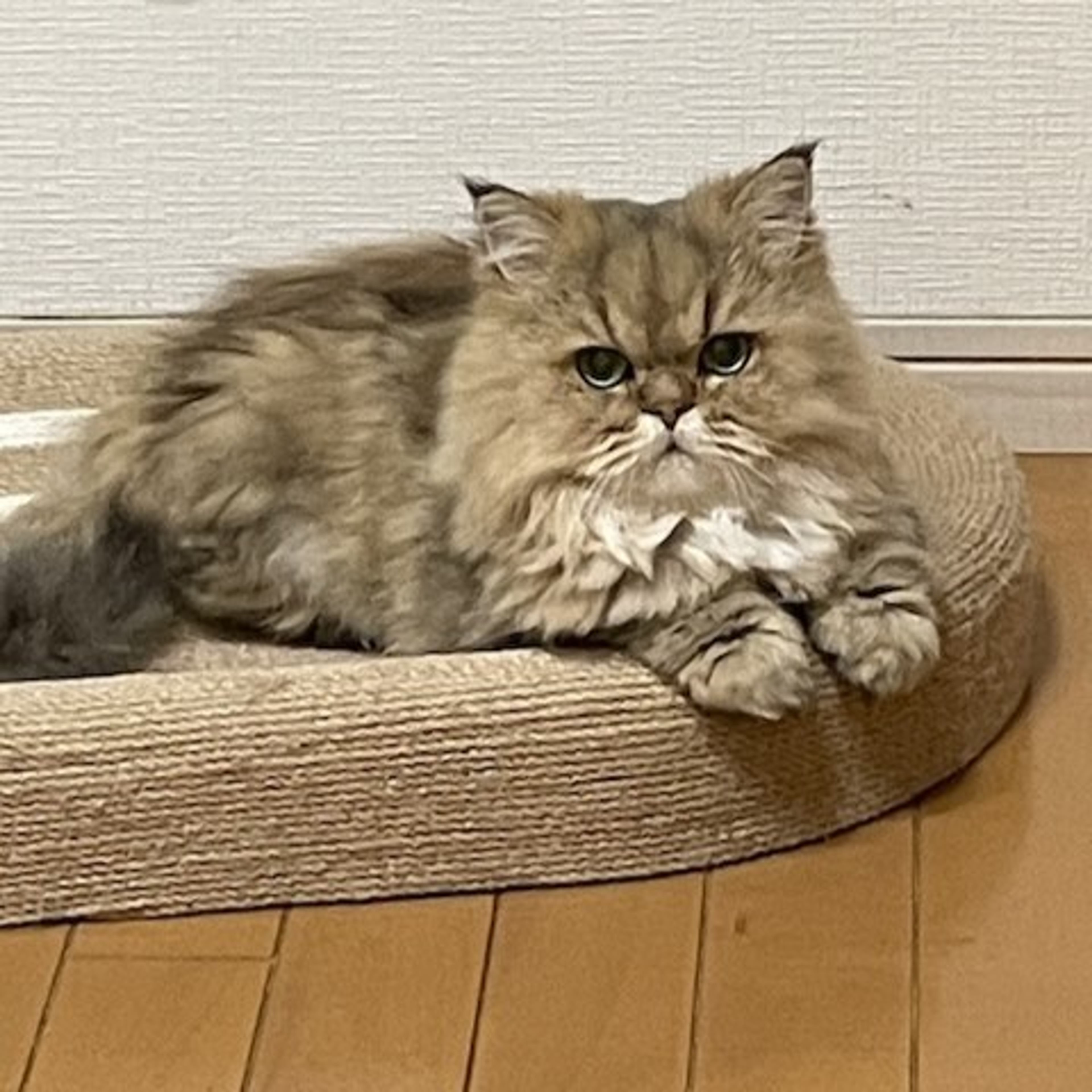 pet-image-3