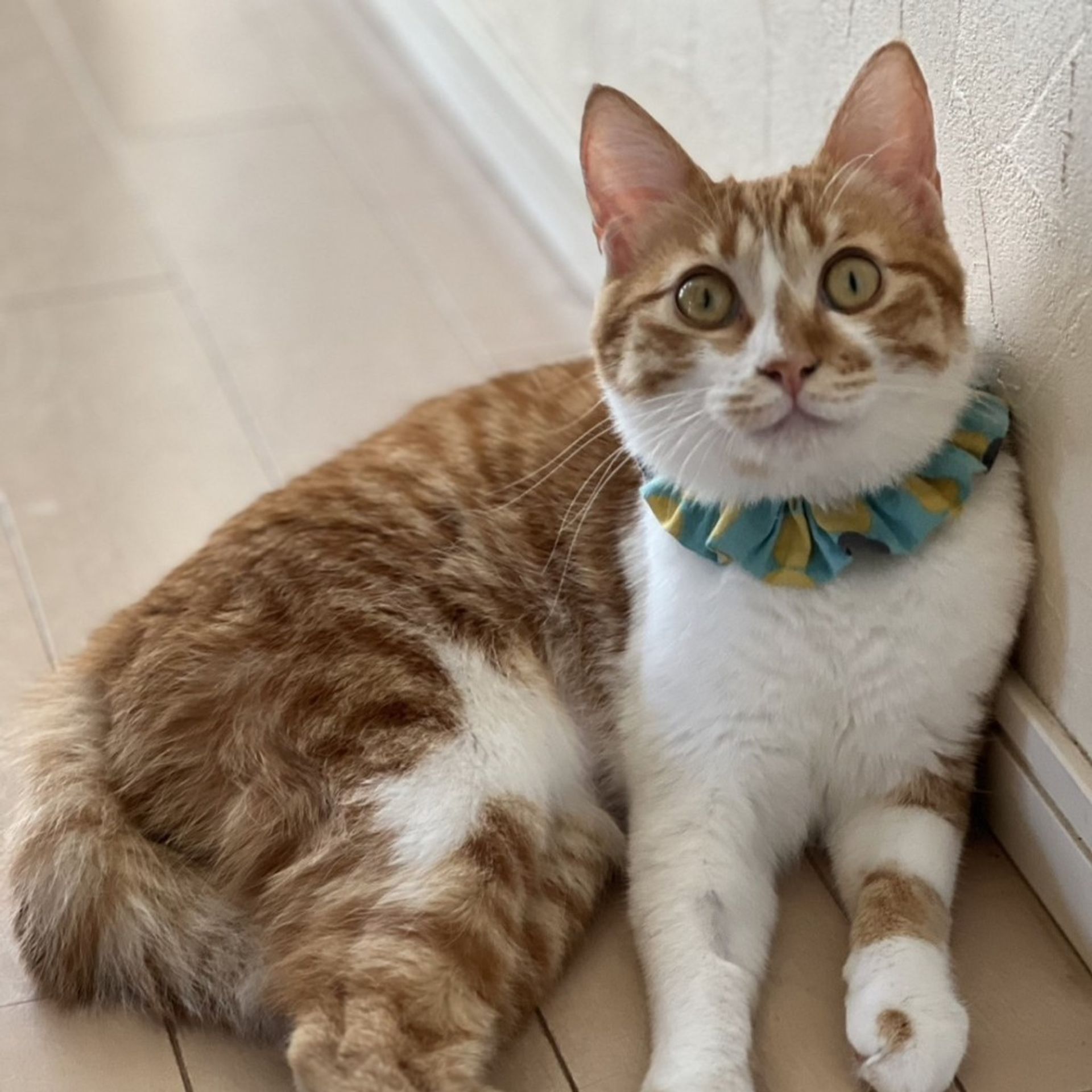 雑種（ミックス猫）・オスの里親募集の写真