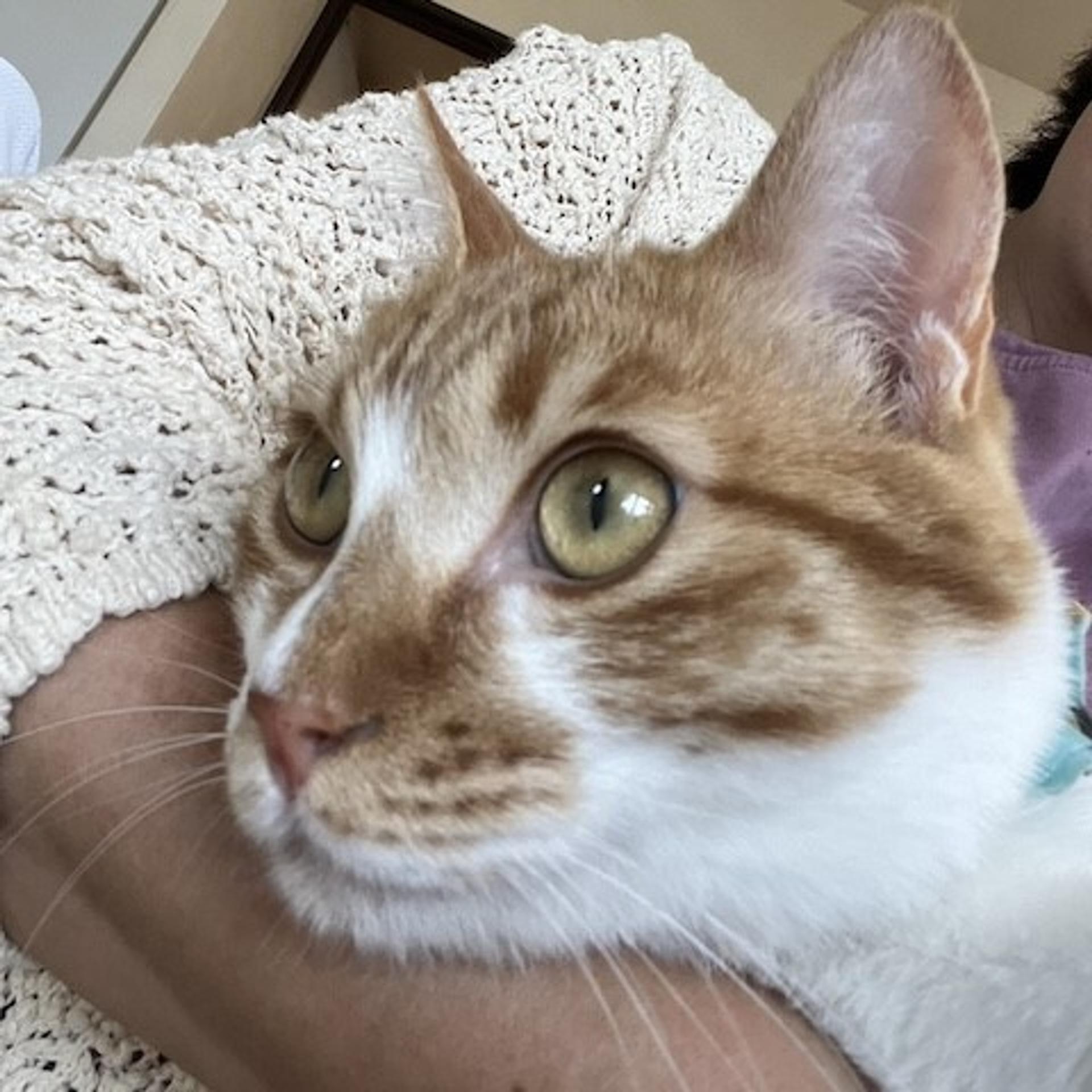 pet-image-2