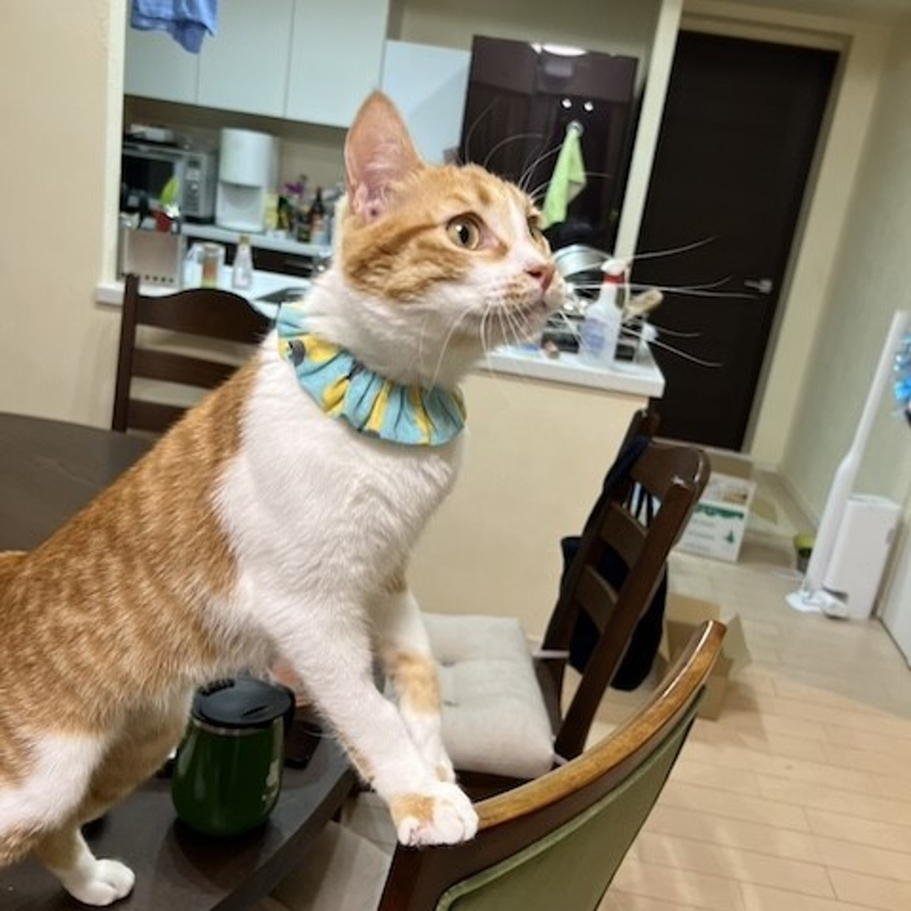 pet-image-3