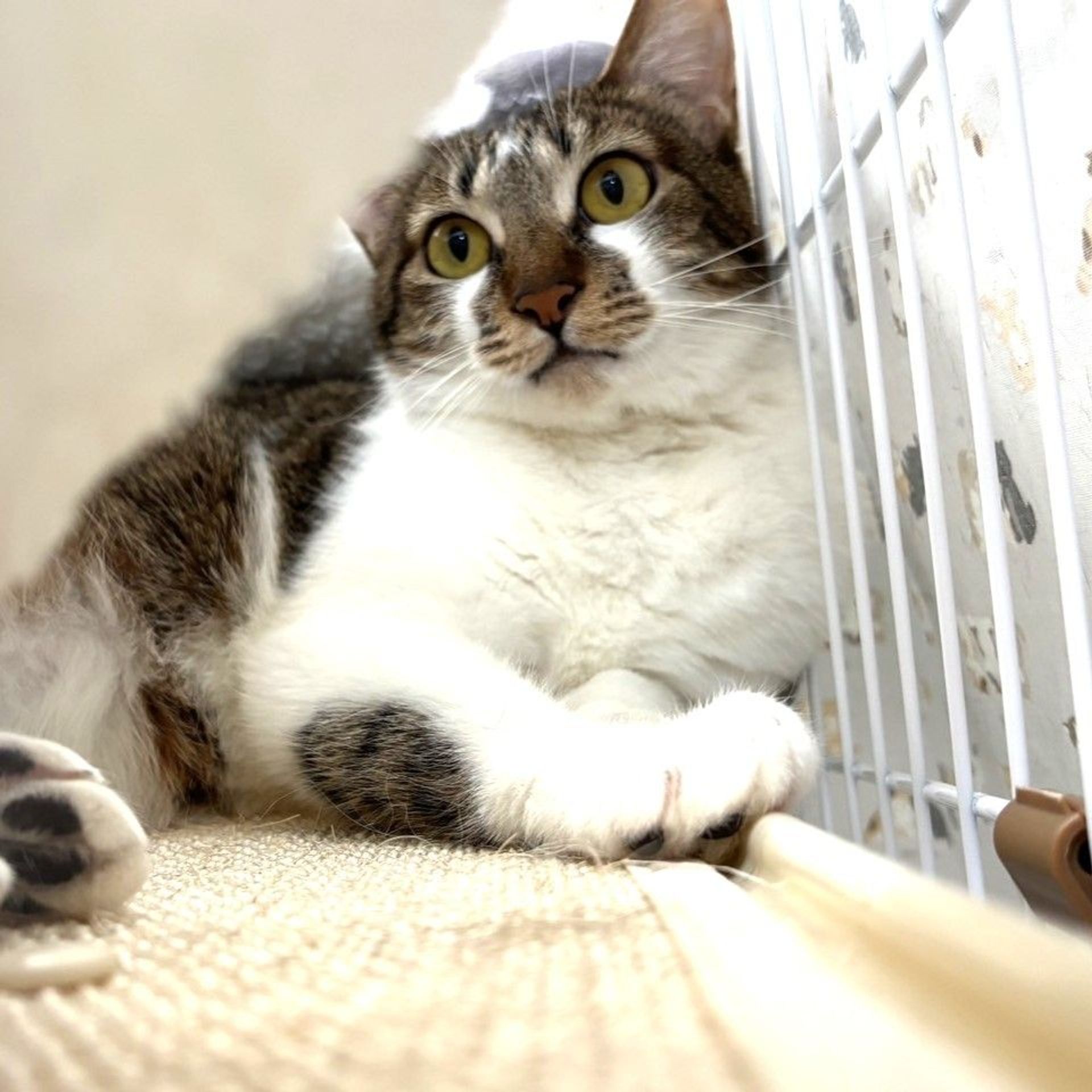 雑種（ミックス猫）・メスの里親募集の写真