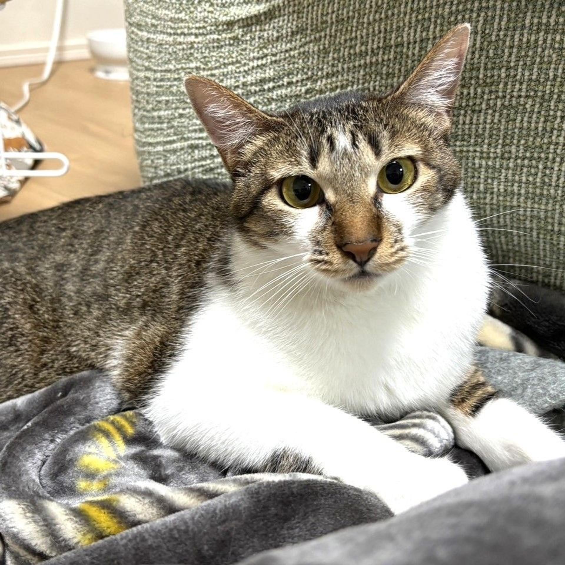 pet-image-3