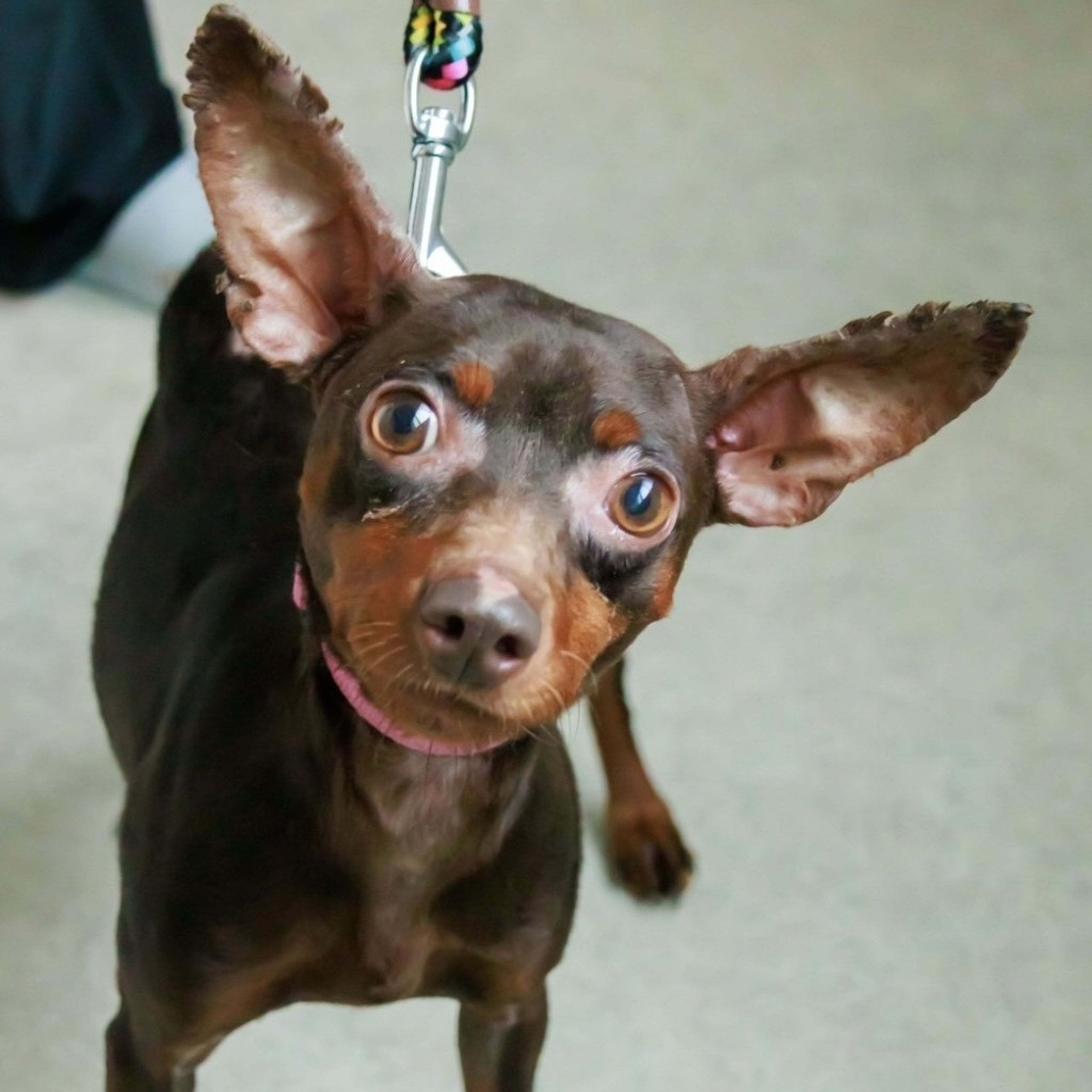 pet-image-6
