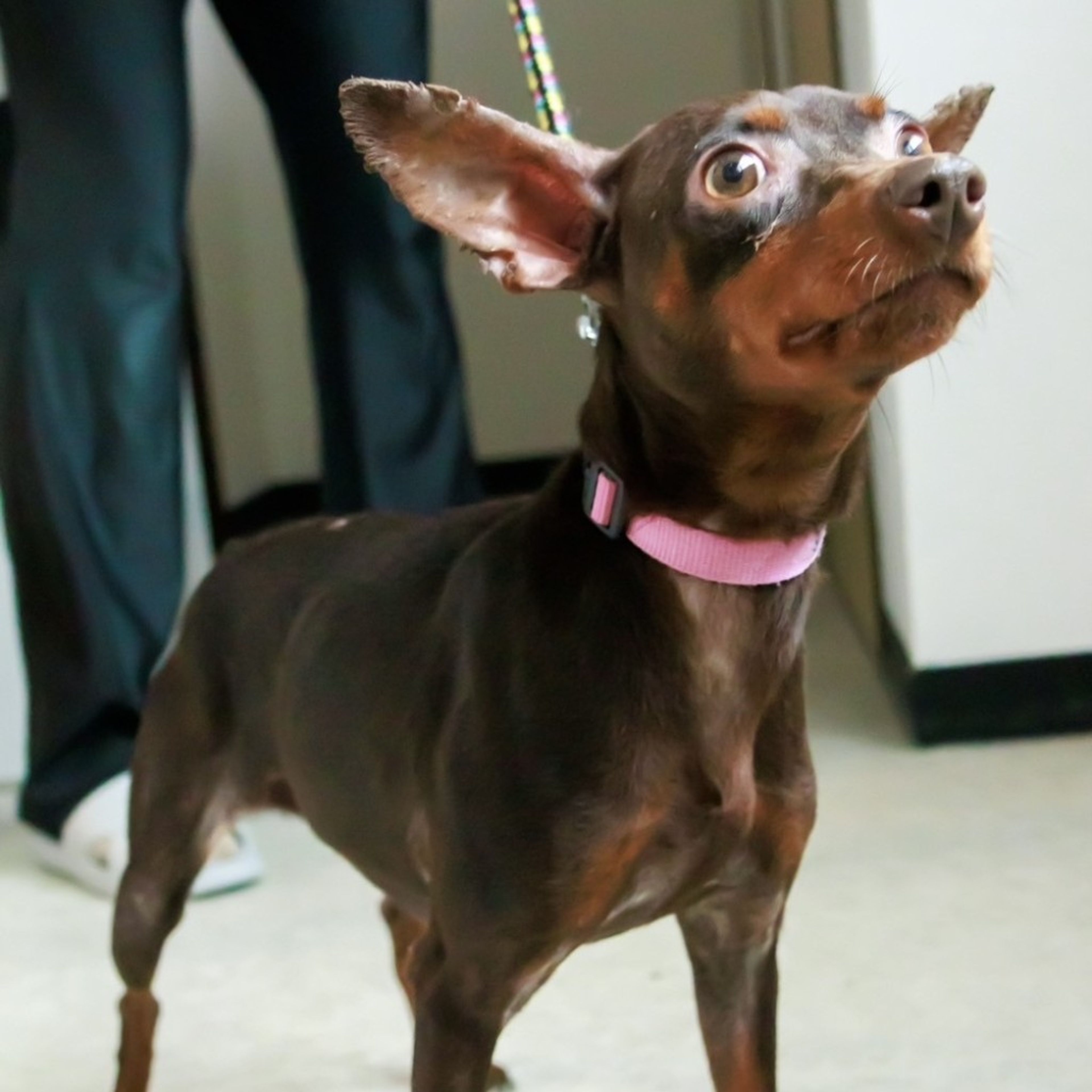 pet-image-4
