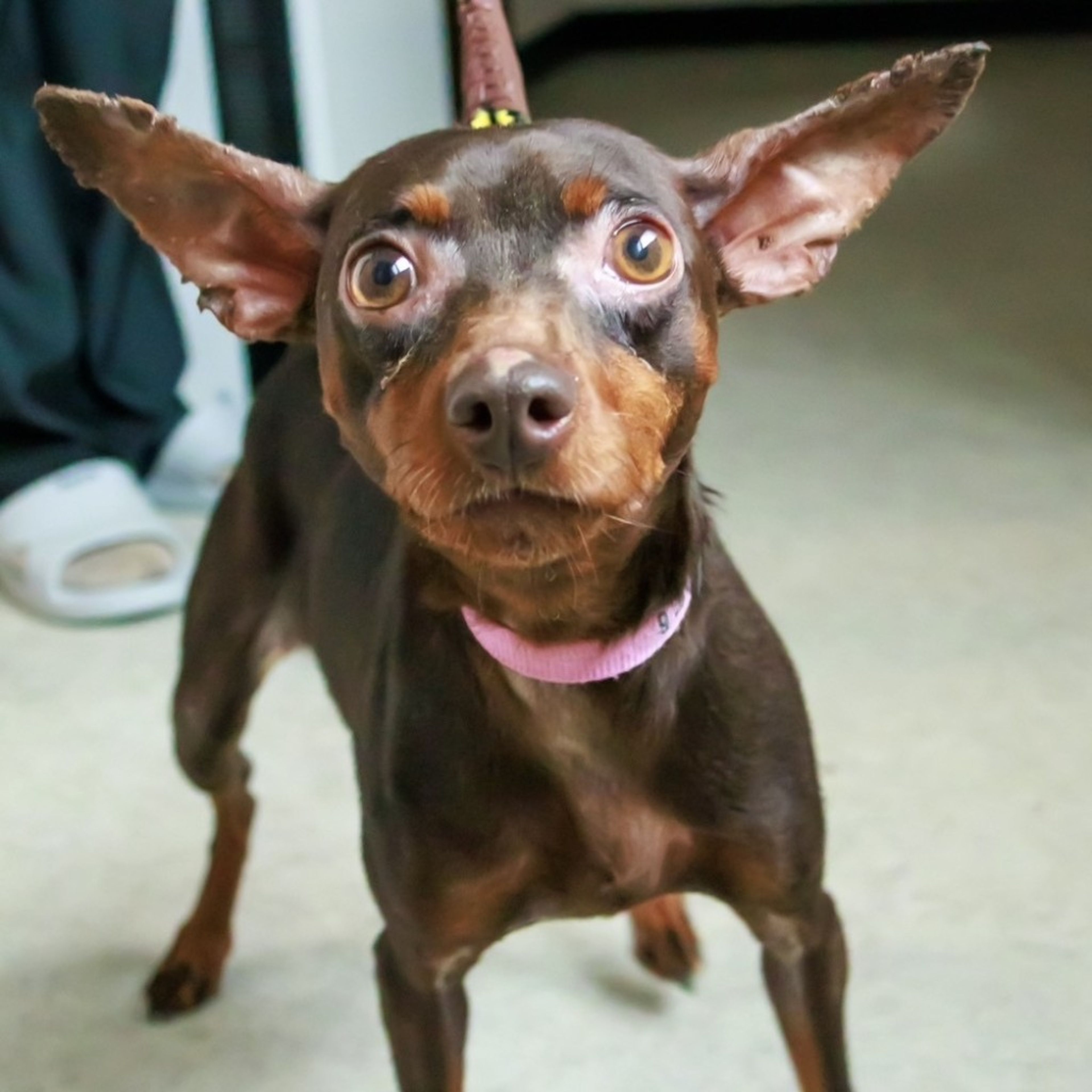 pet-image-5