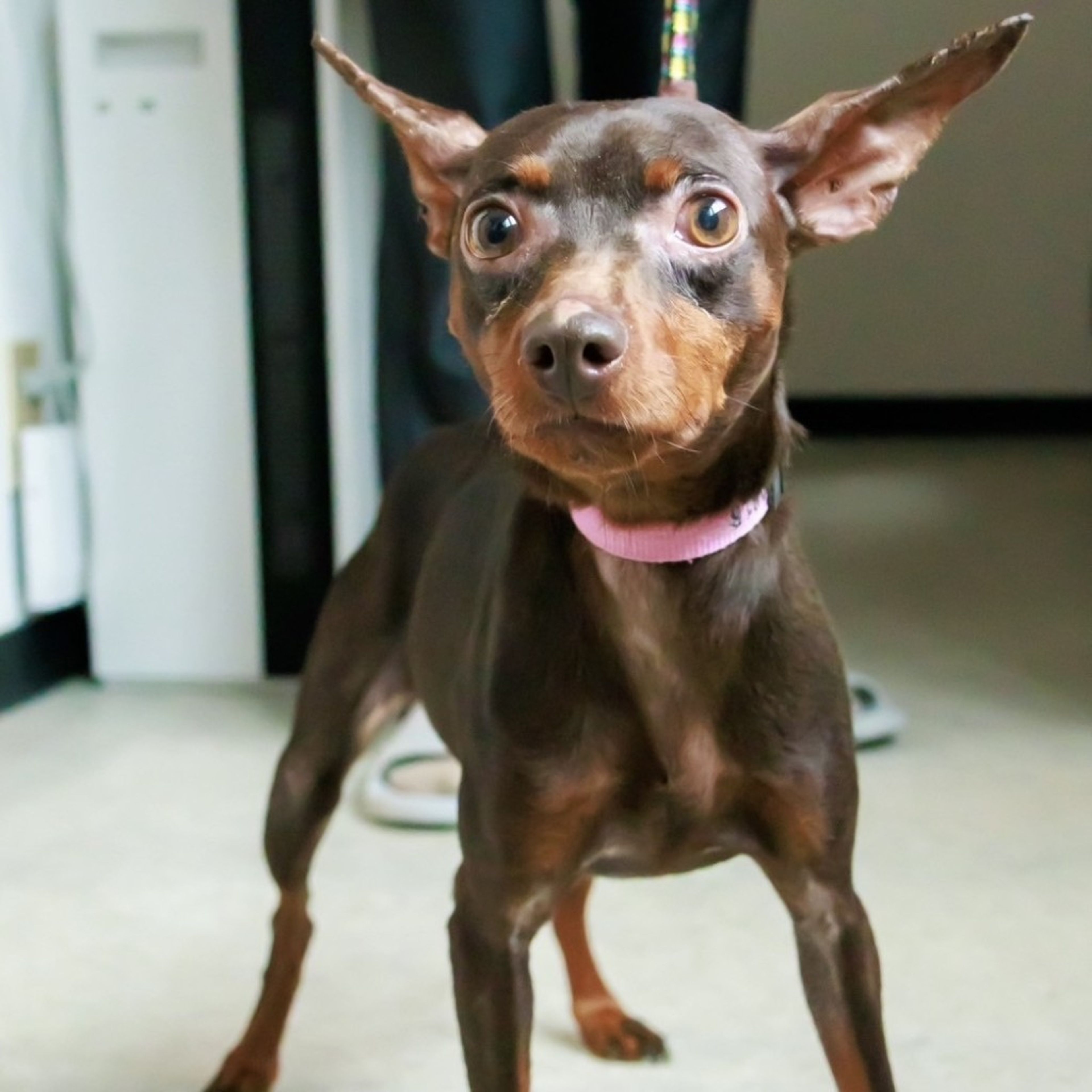 pet-image-3