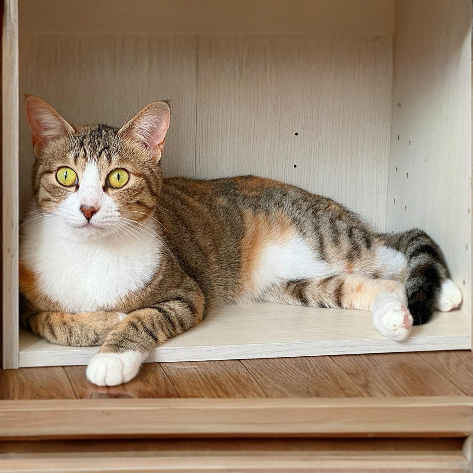 pet-image-3