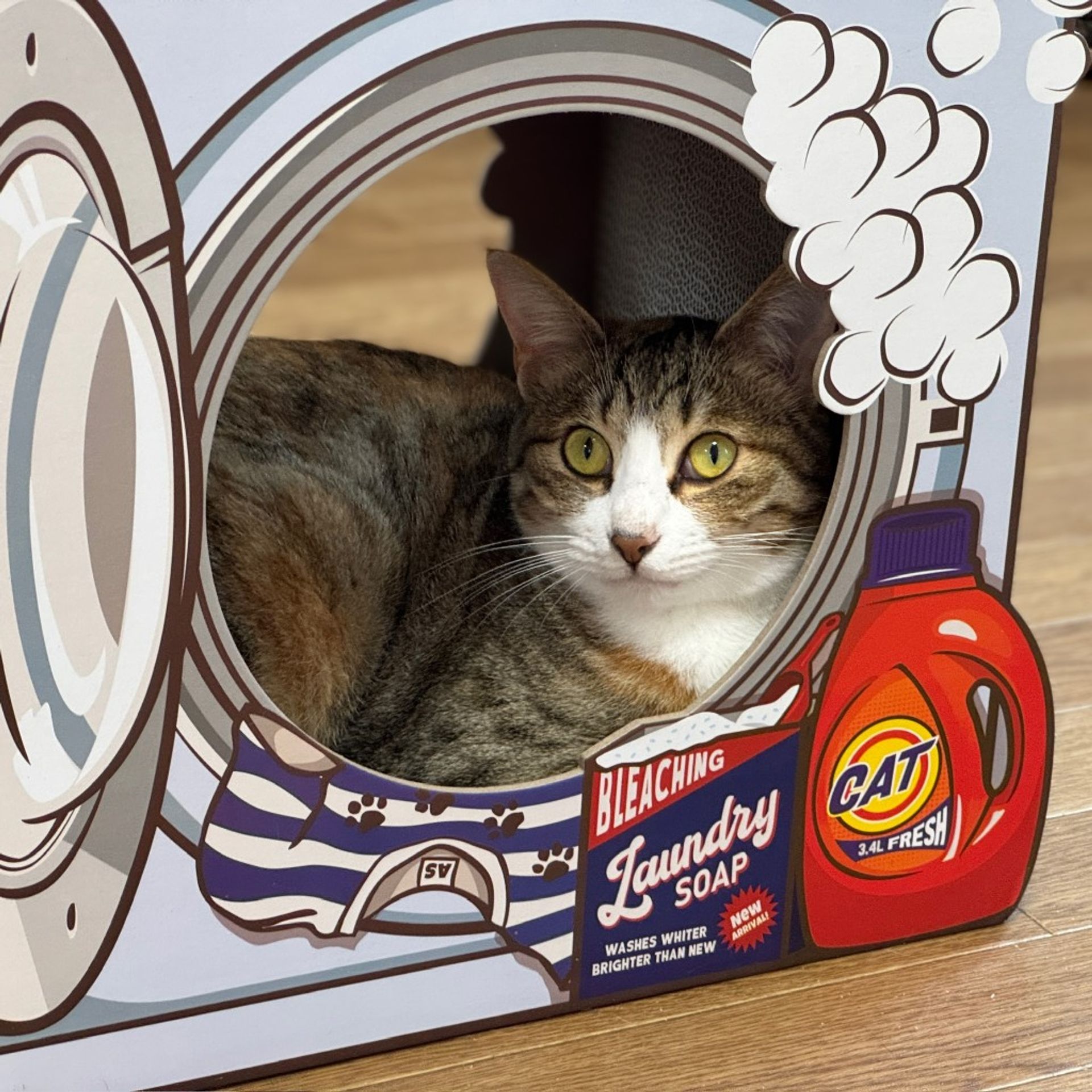 雑種（ミックス猫）・メスの里親募集の写真