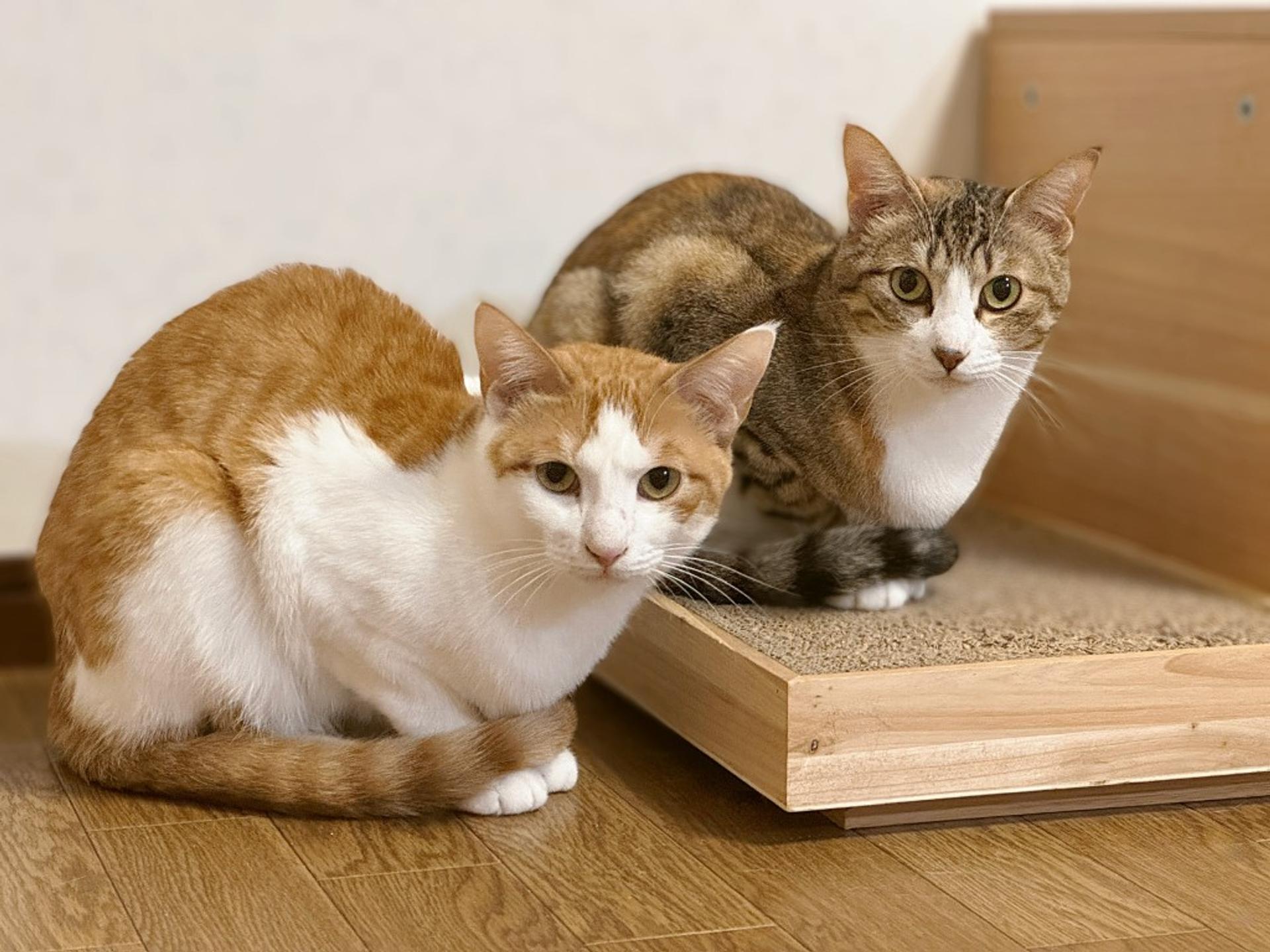 pet-image-6