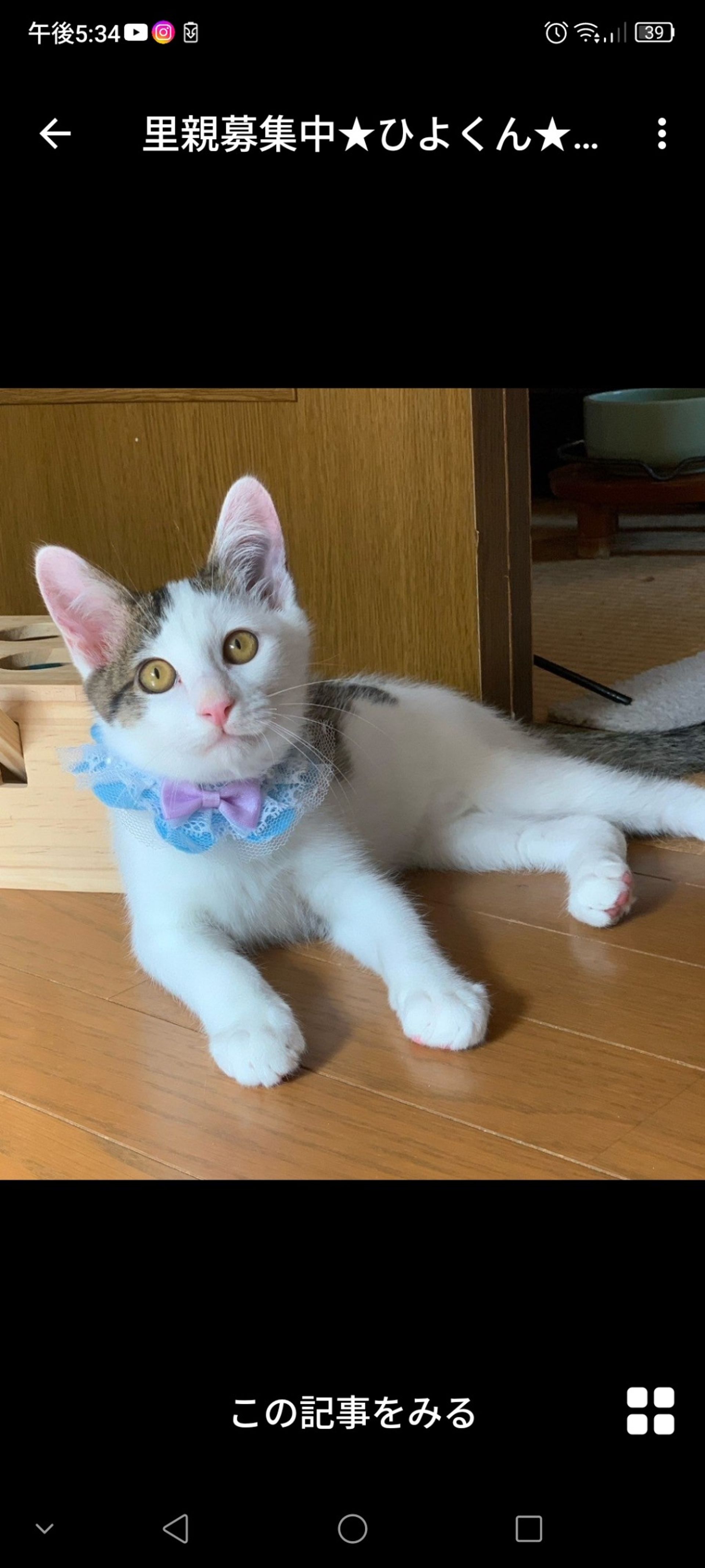 雑種（ミックス猫）・オスの里親募集の写真