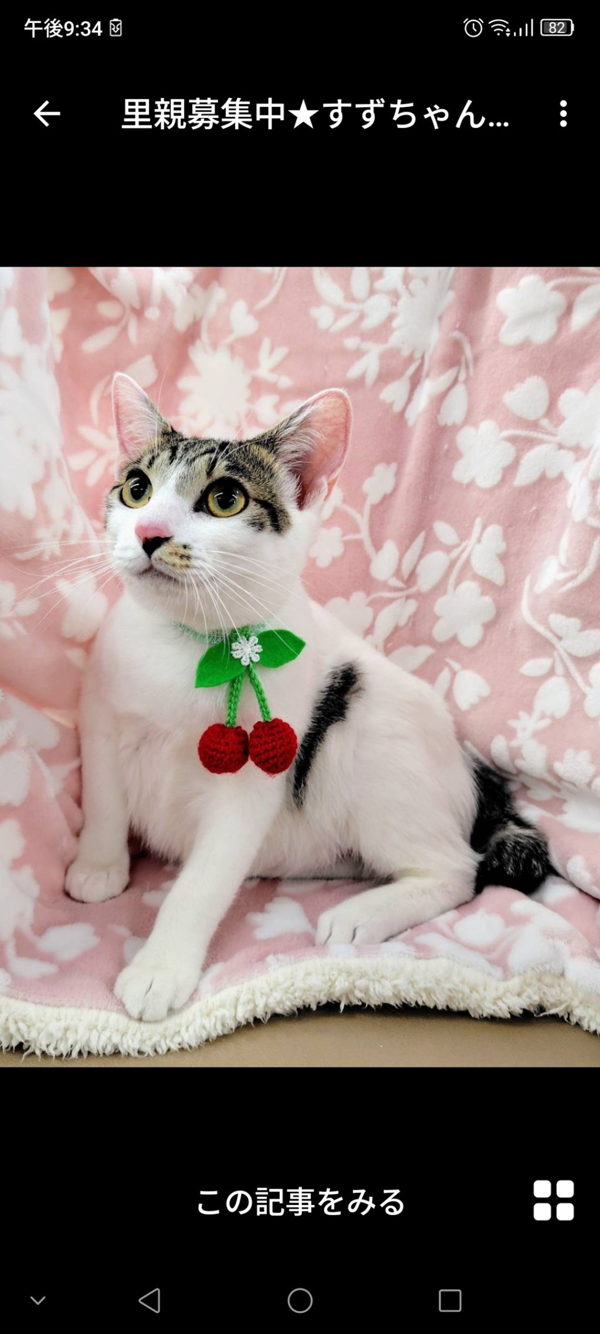 雑種（ミックス猫）・メスの里親募集の写真