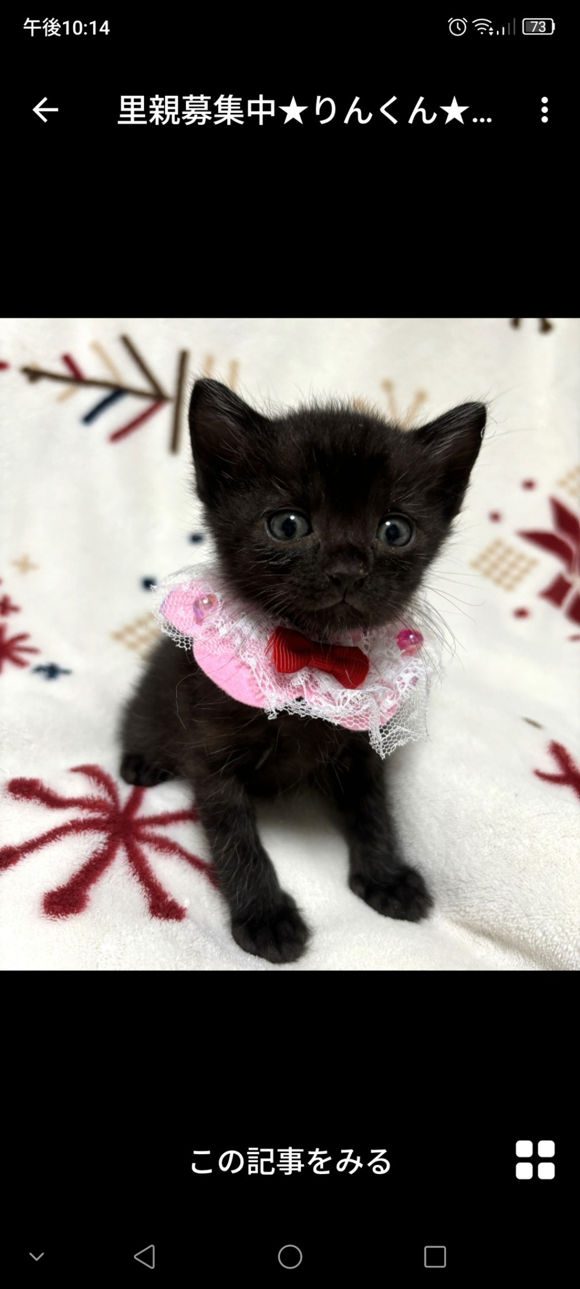 雑種（ミックス猫）・オスの里親募集の写真