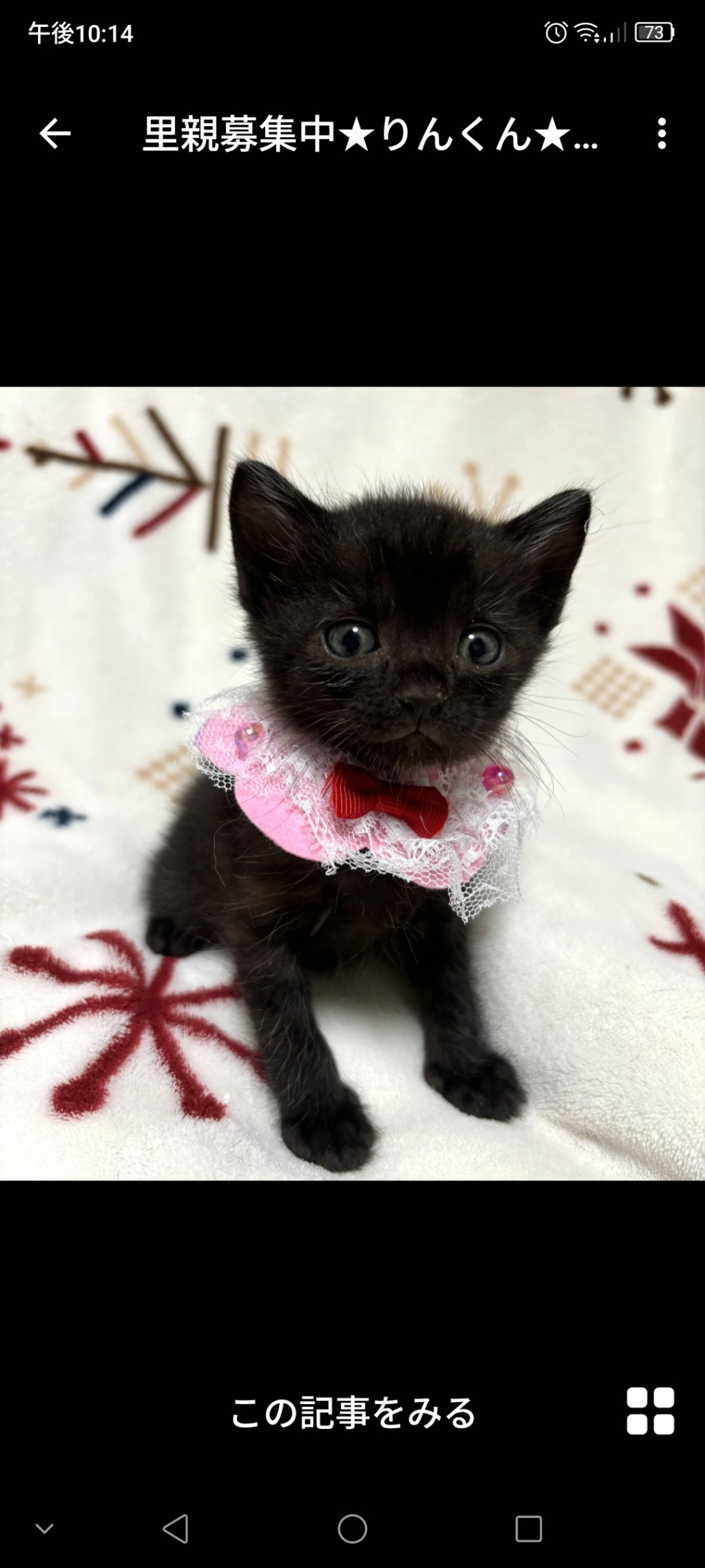 雑種（ミックス猫）・オスの里親募集の写真