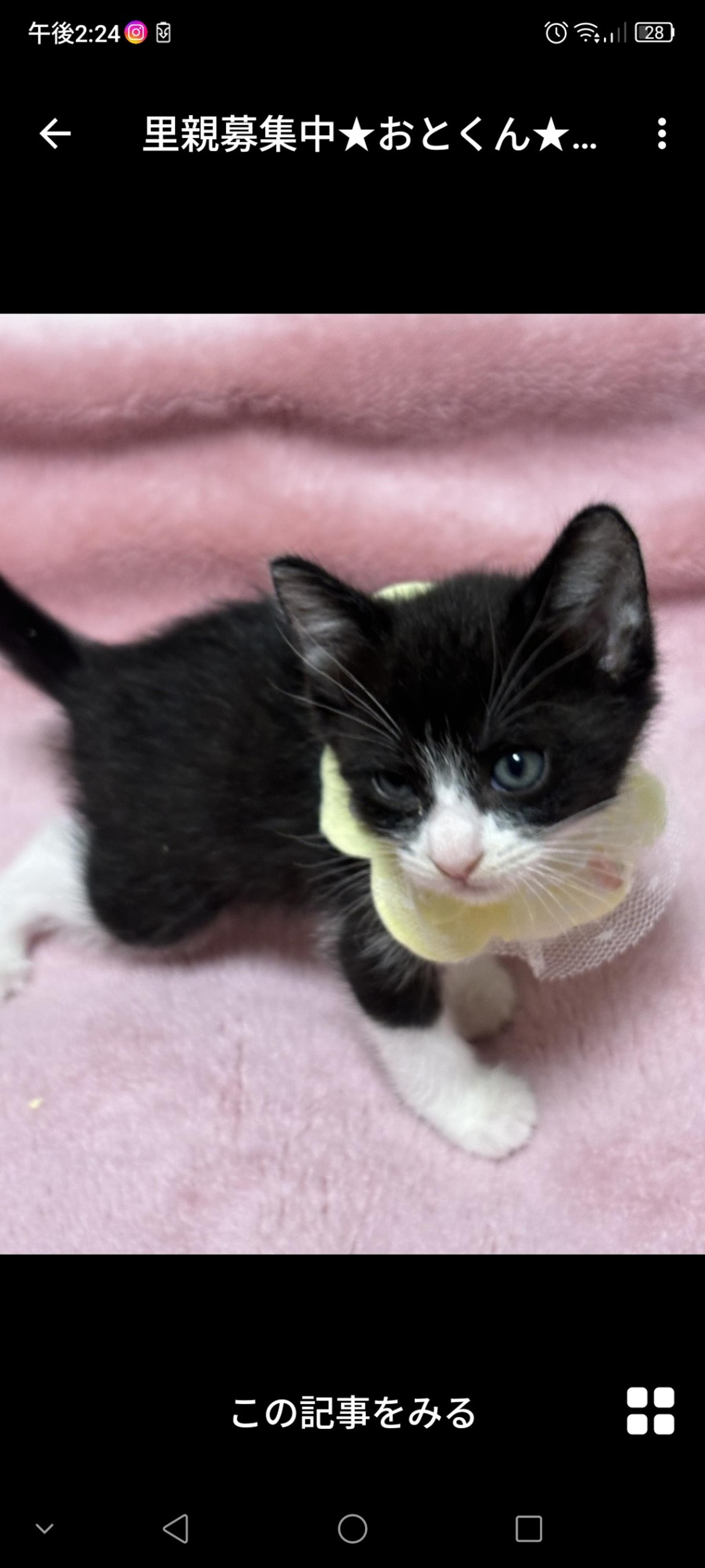 pet-image-2