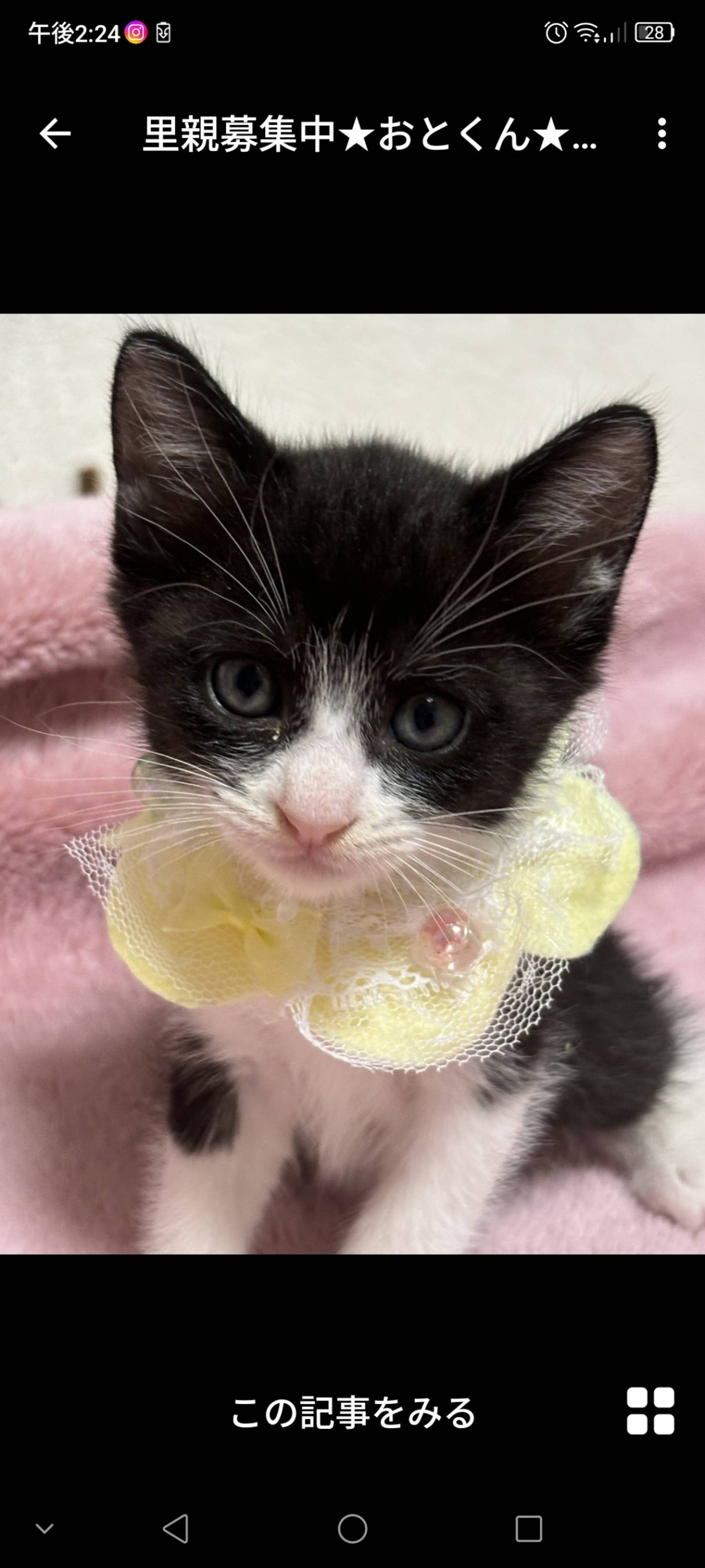 雑種（ミックス猫）・オスの里親募集の写真