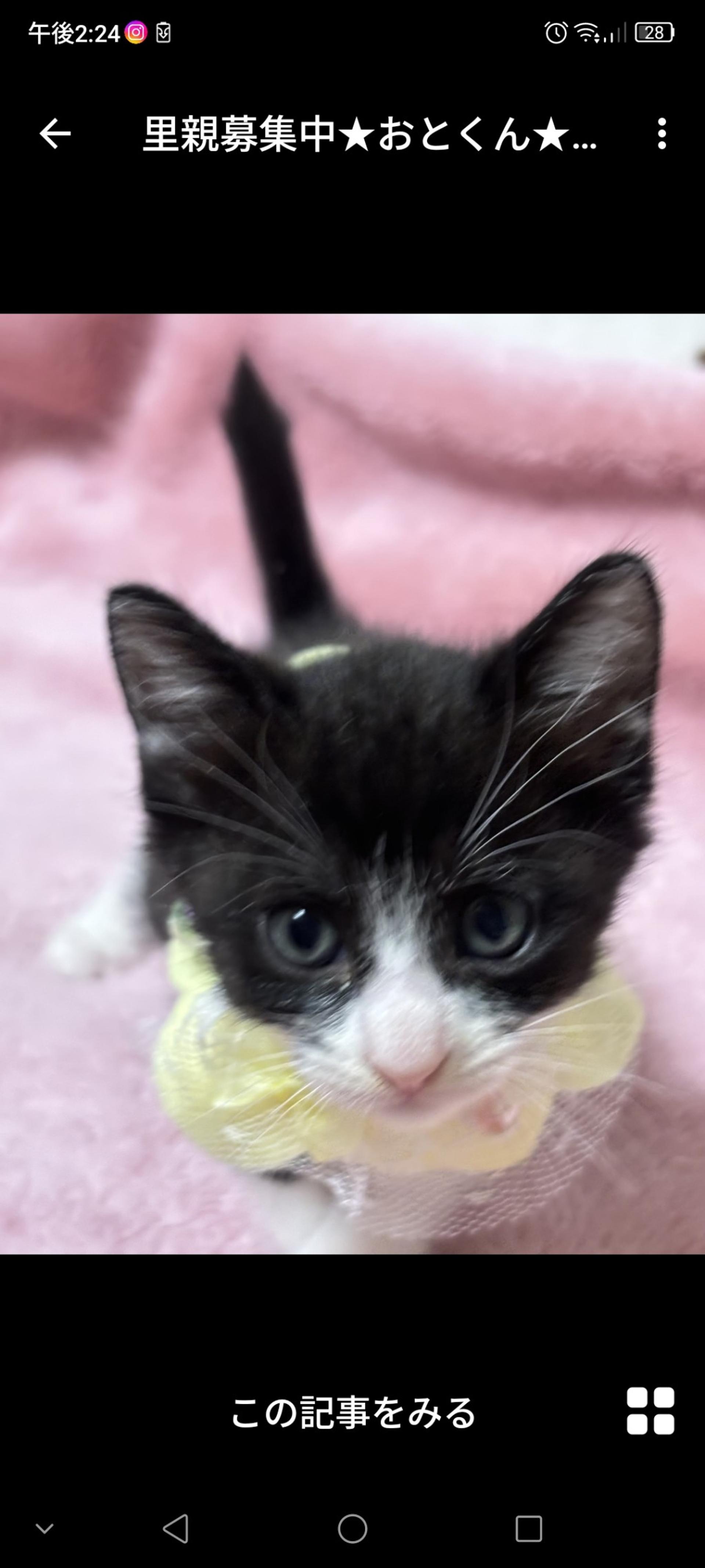 pet-image-3