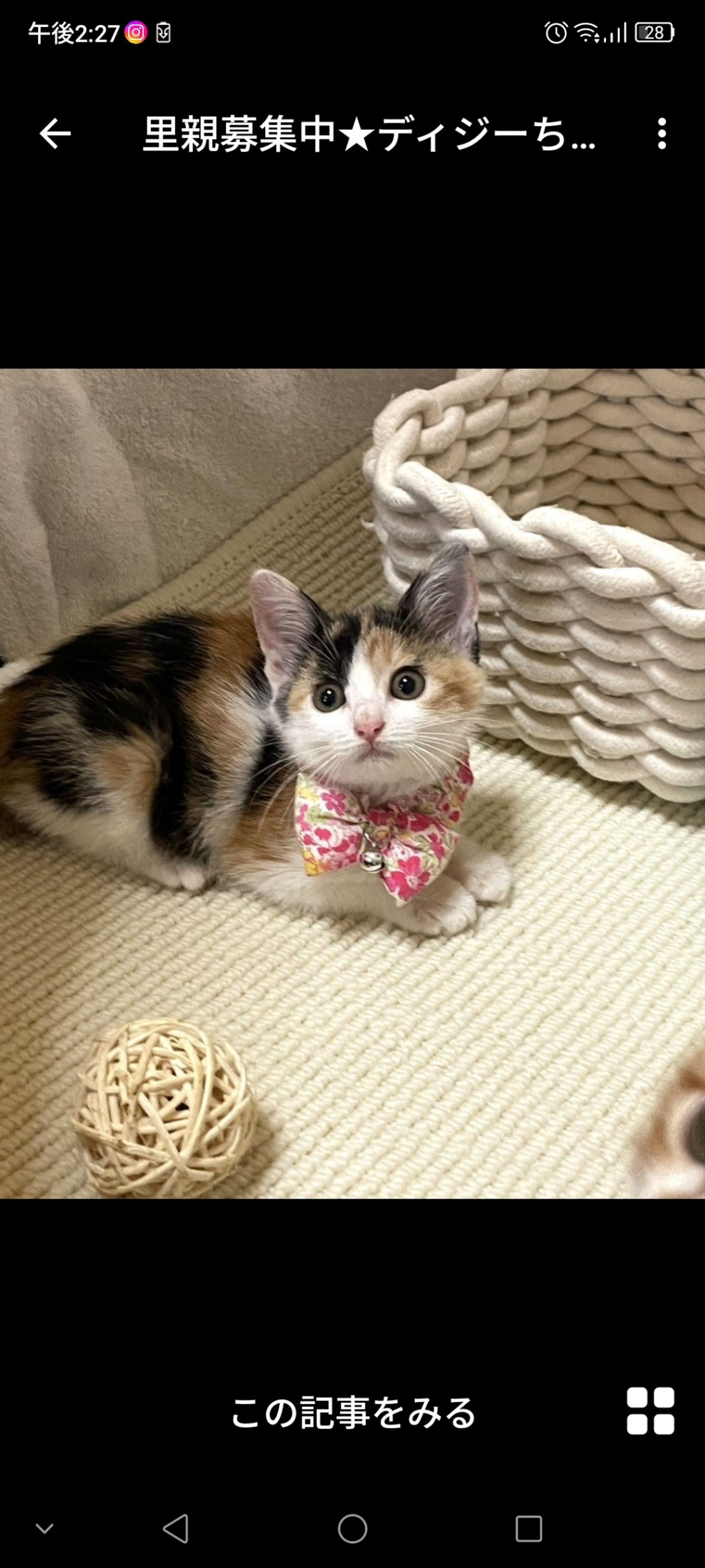 雑種（ミックス猫）・メスの里親募集の写真