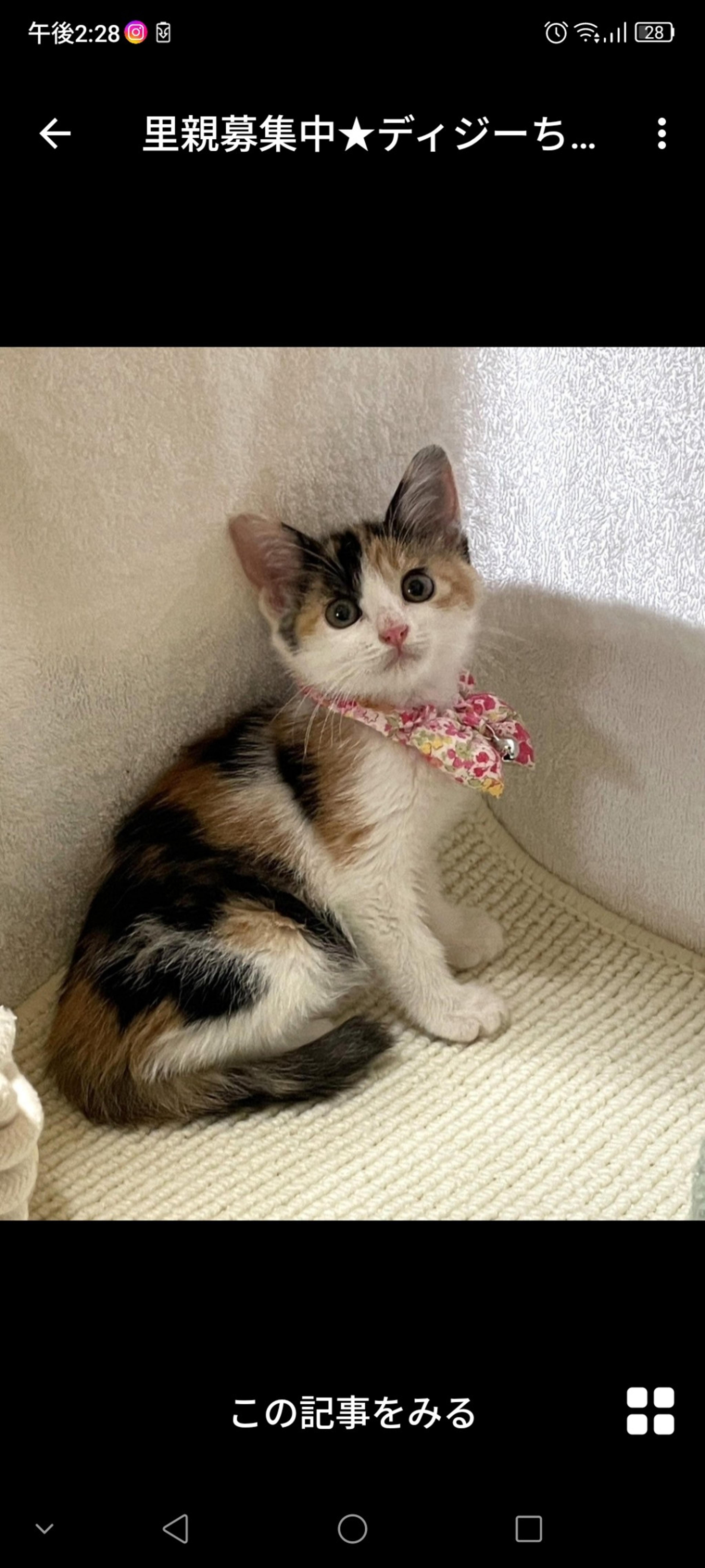 pet-image-3