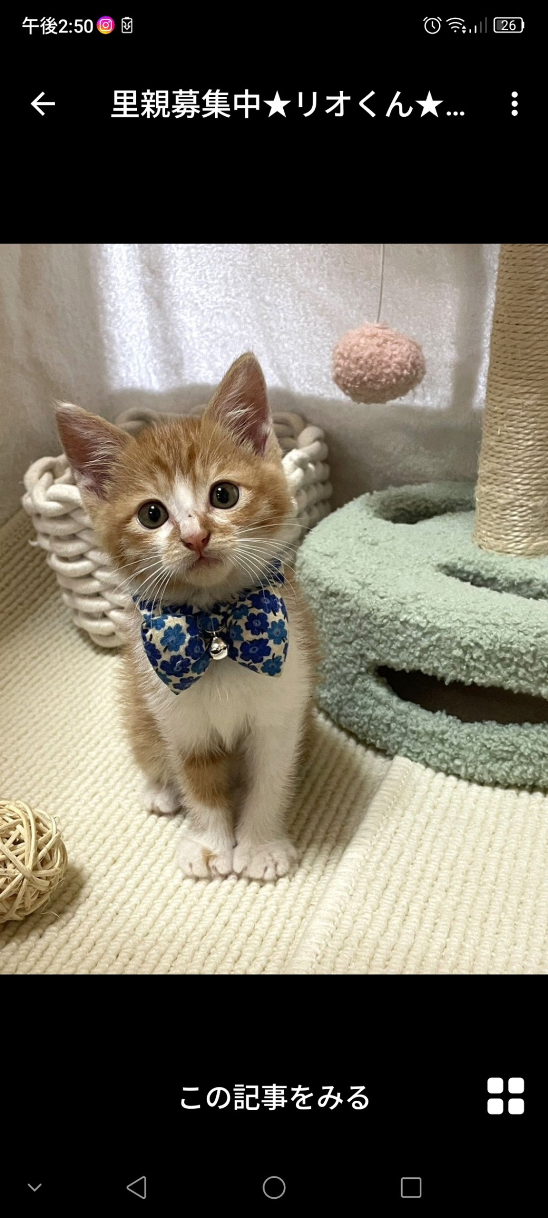 雑種（ミックス猫）・オスの里親募集の写真