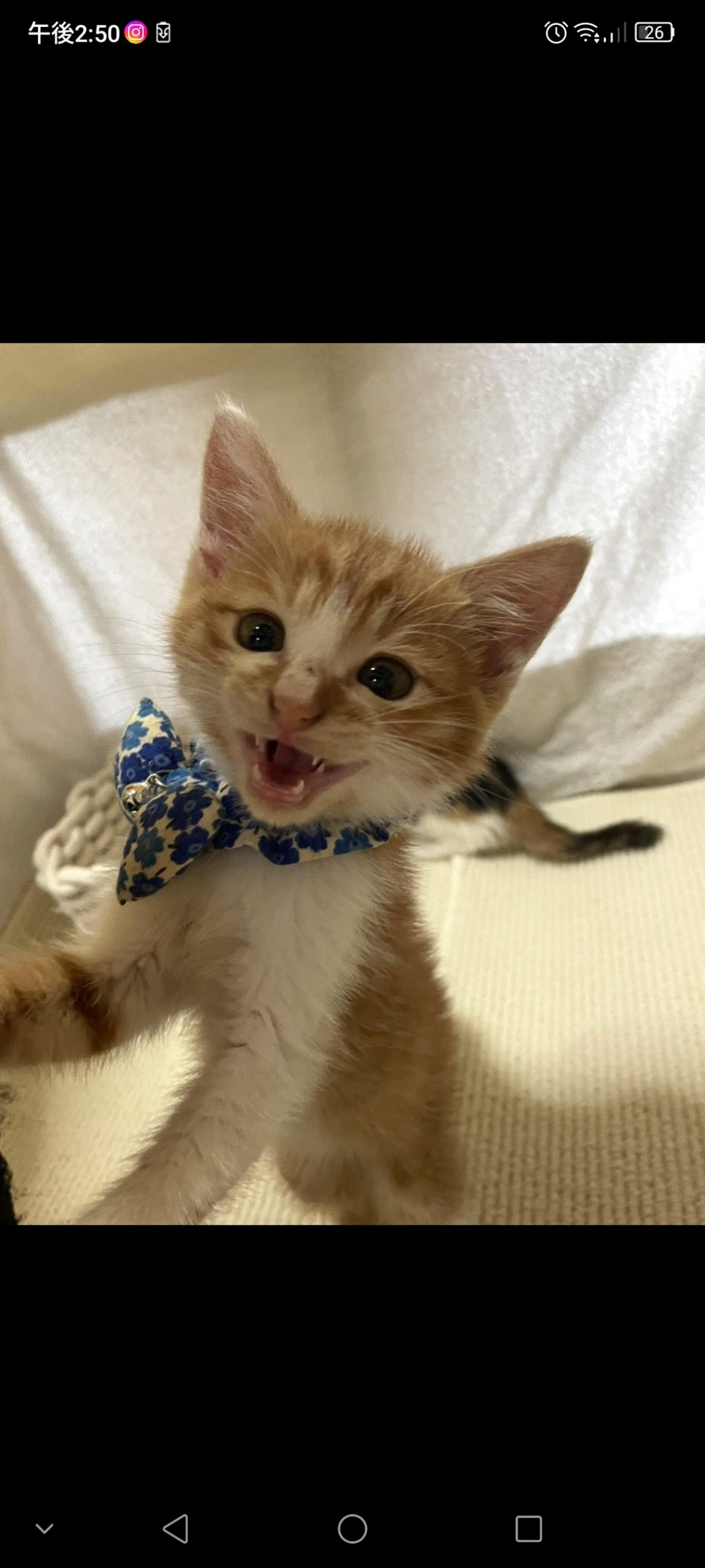 pet-image-3