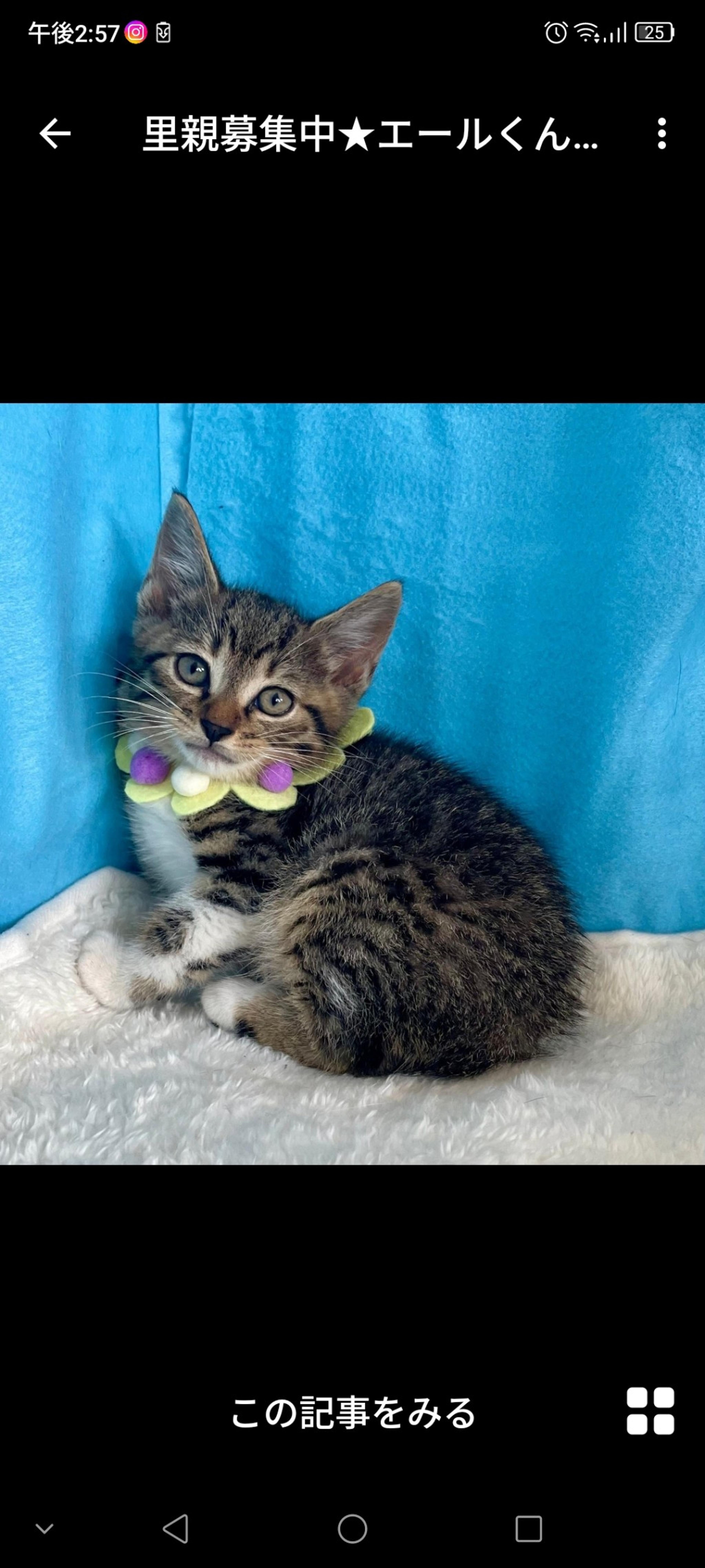 pet-image-2