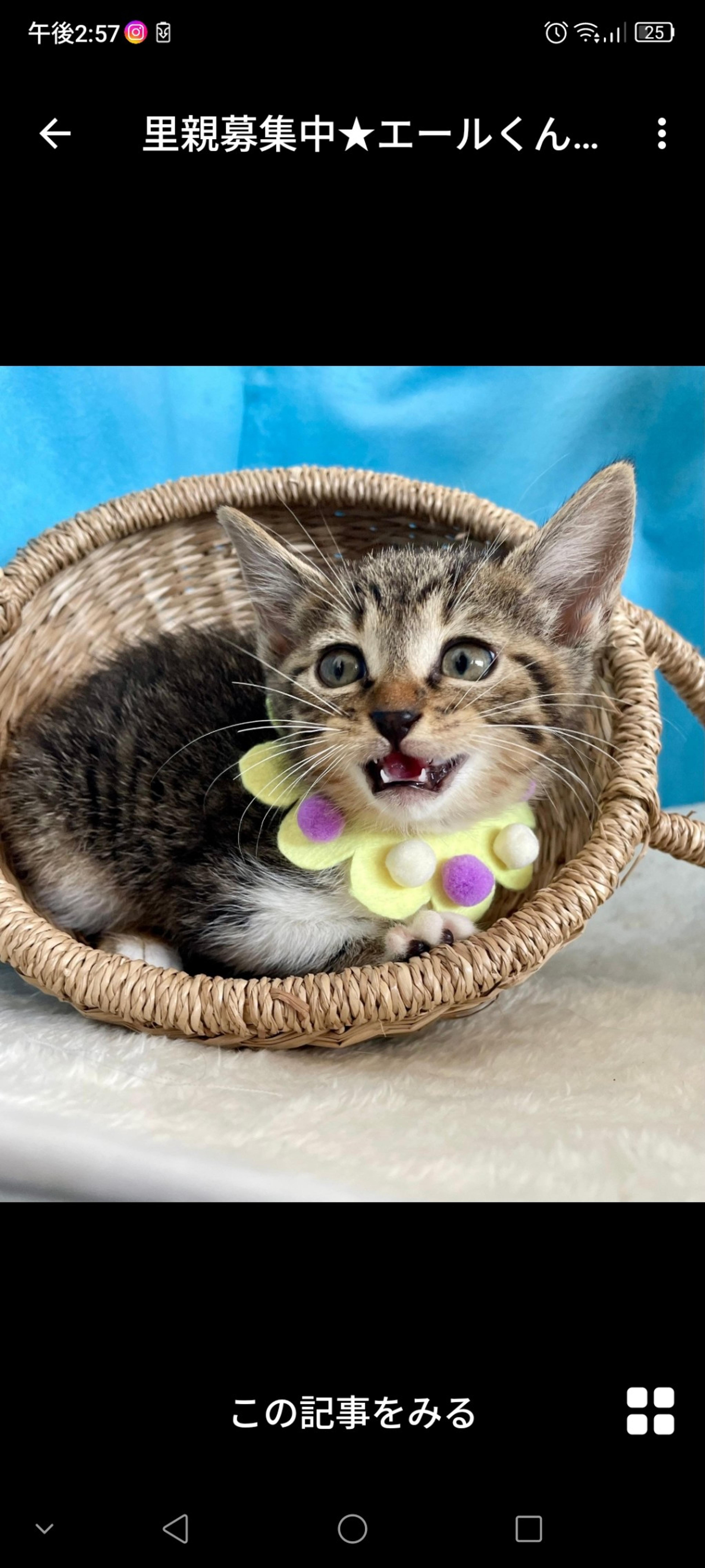 pet-image-3