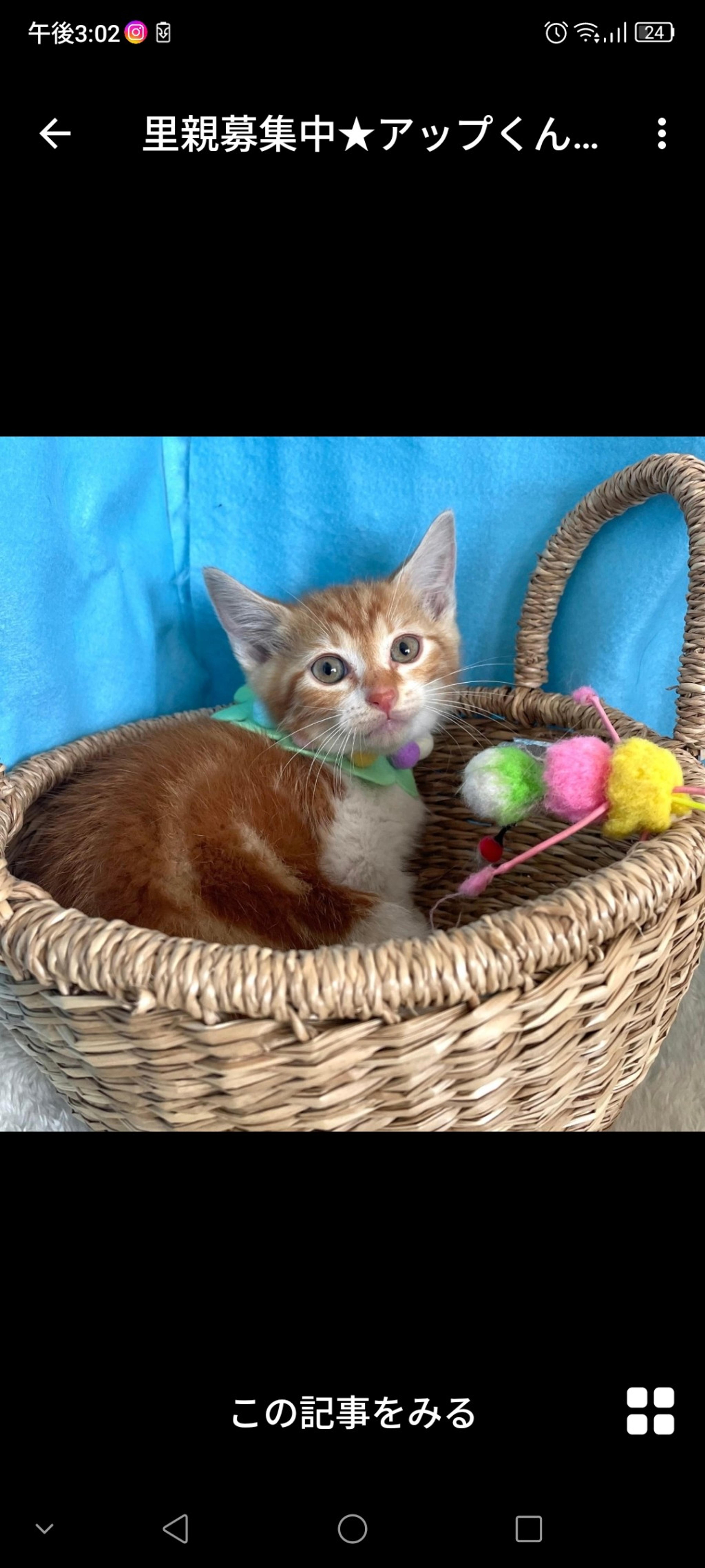pet-image-3