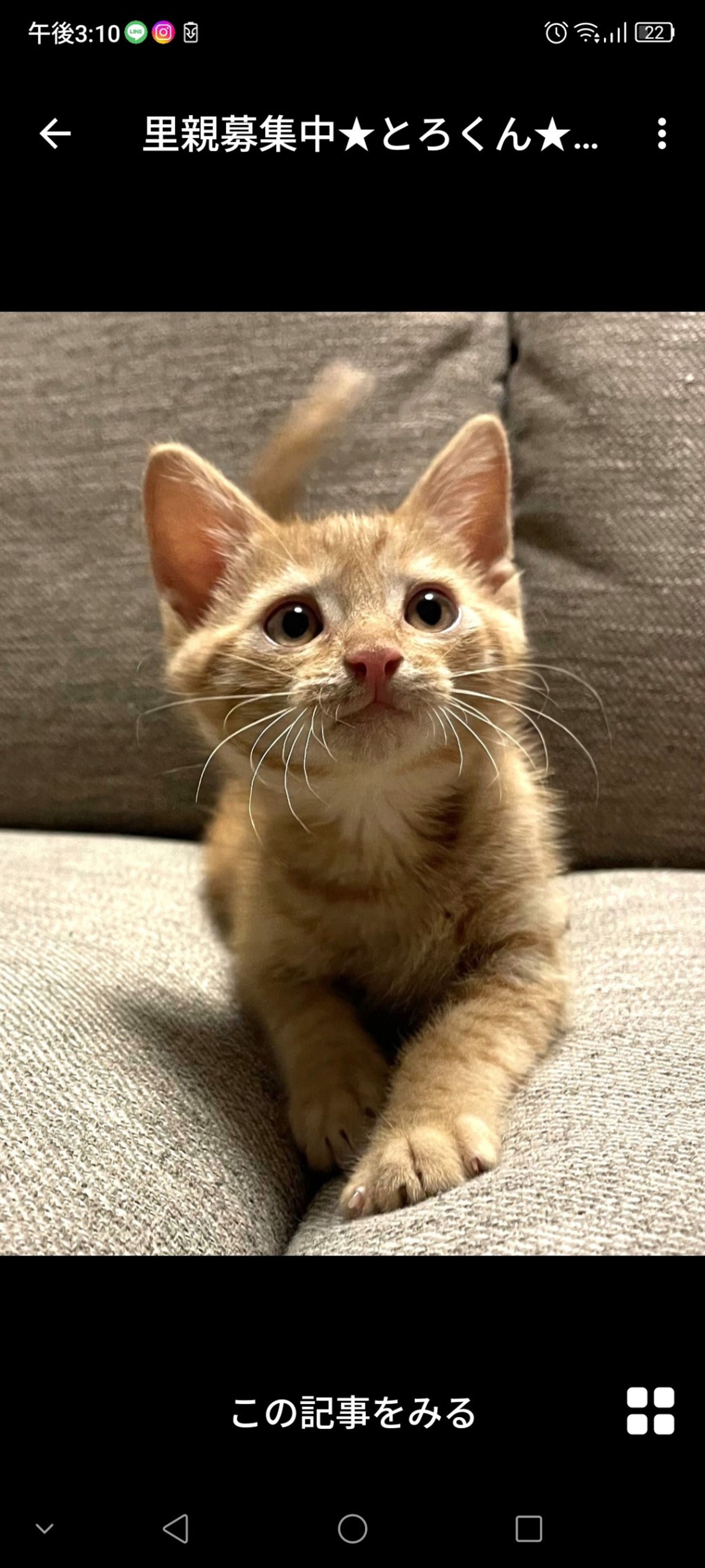 雑種（ミックス猫）・オスの里親募集の写真
