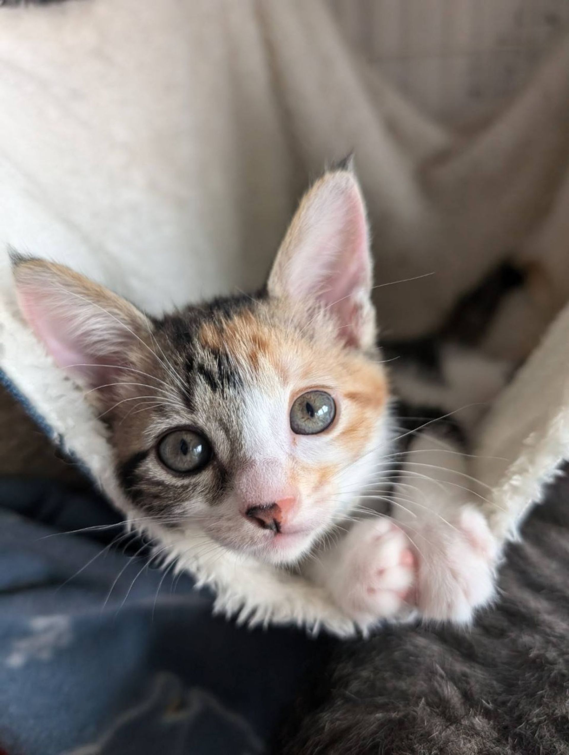 雑種（ミックス猫）・メスの里親募集の写真