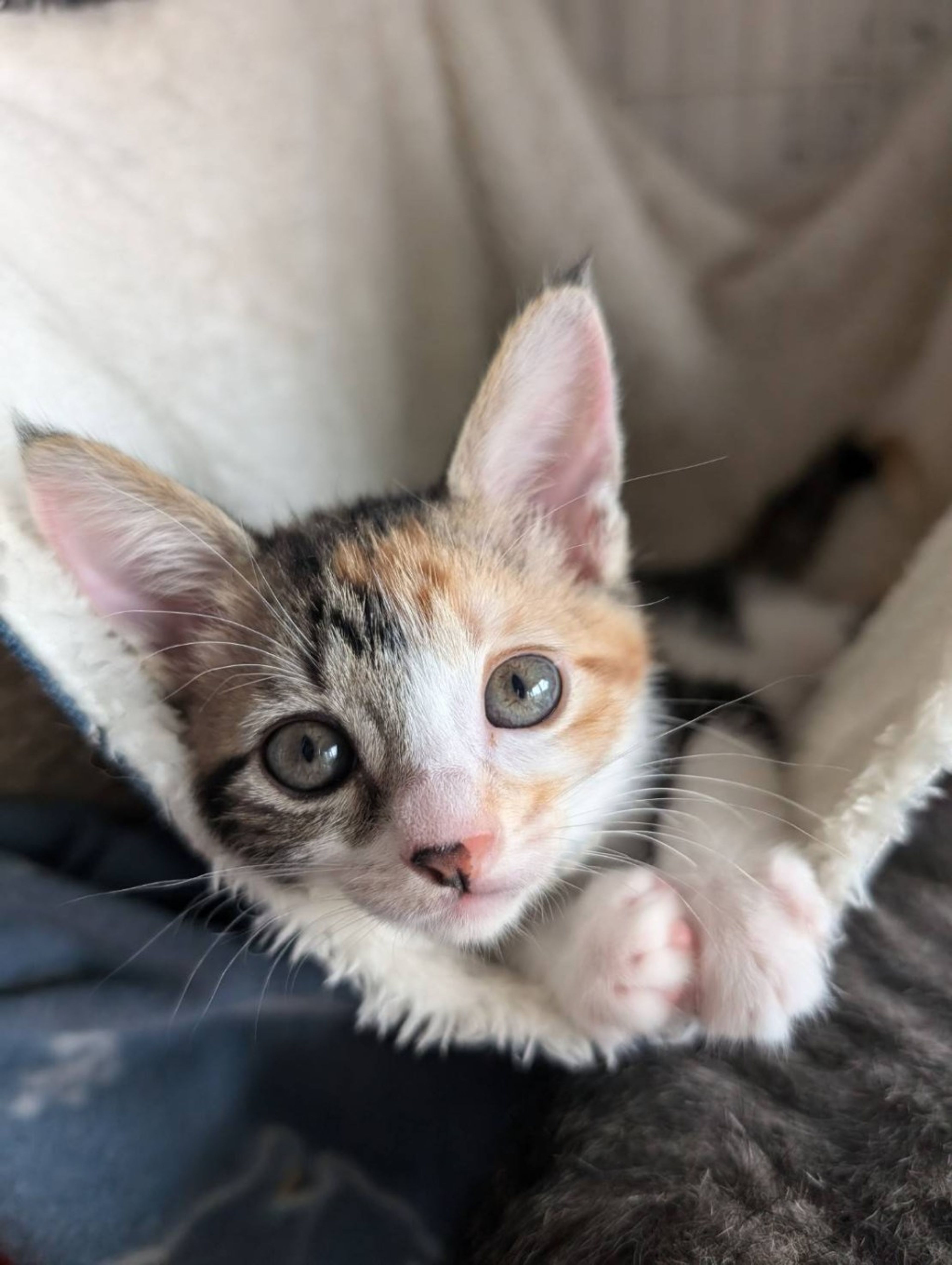 雑種（ミックス猫）・メスの里親募集の写真