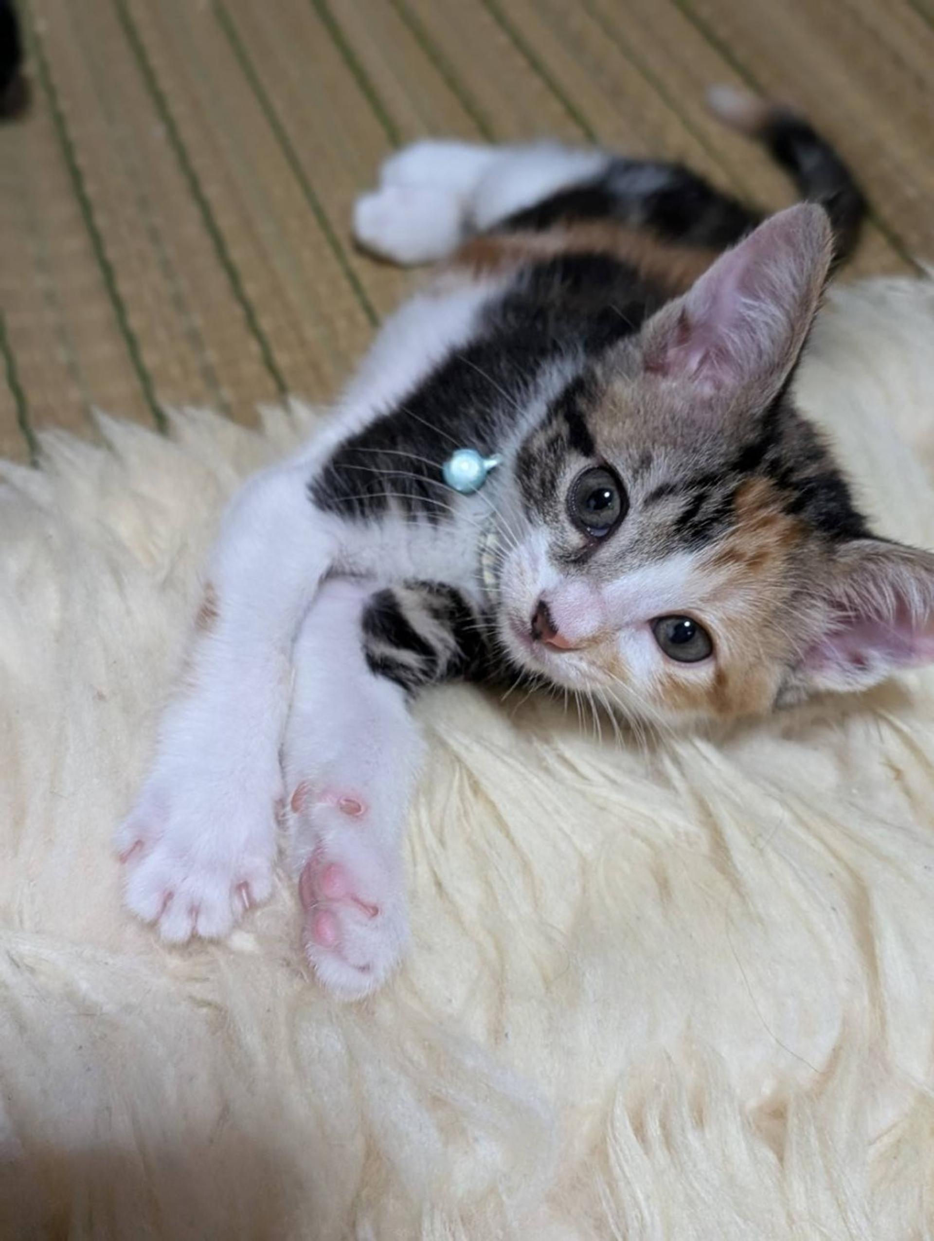 pet-image-4