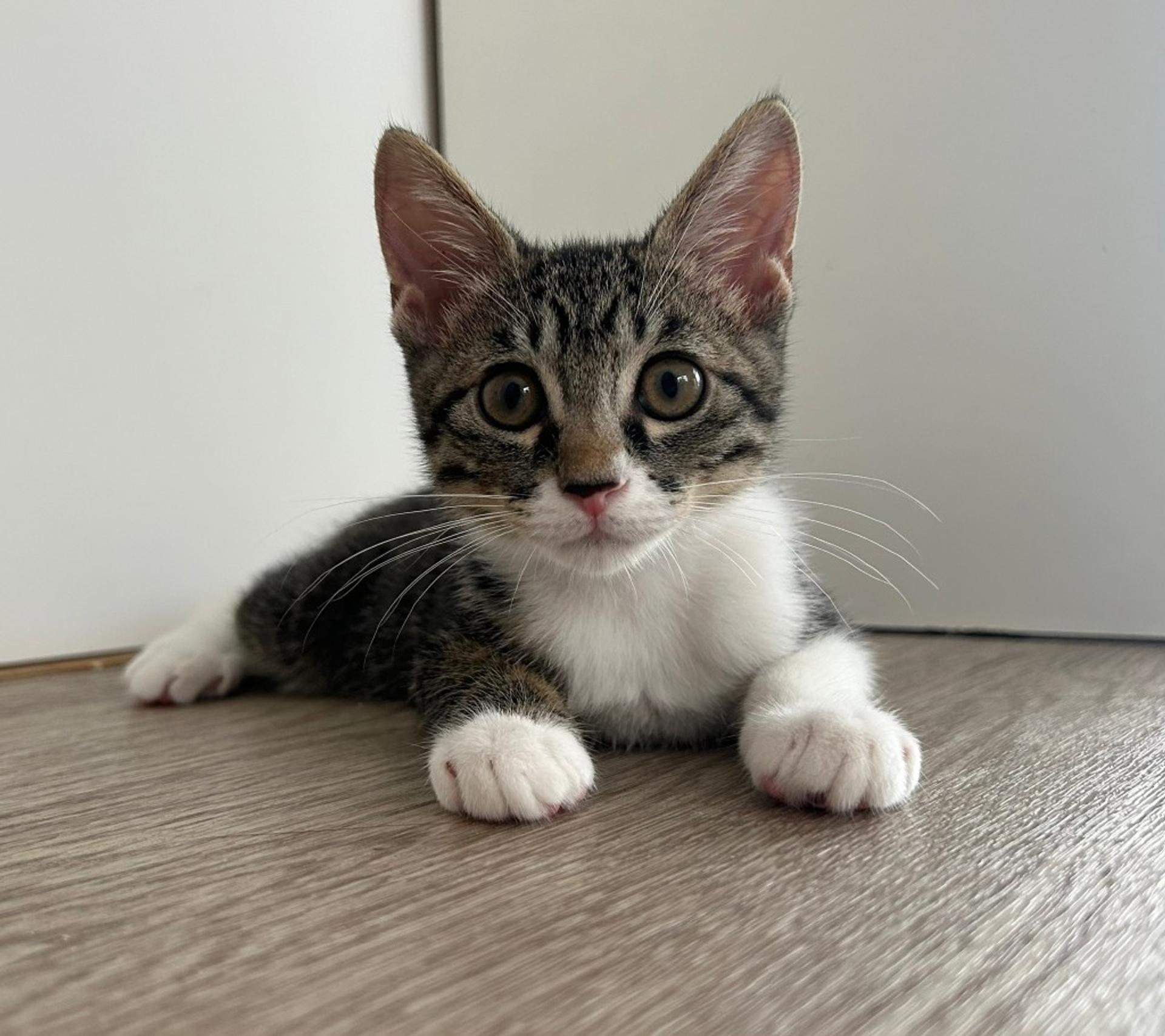 pet-image-3