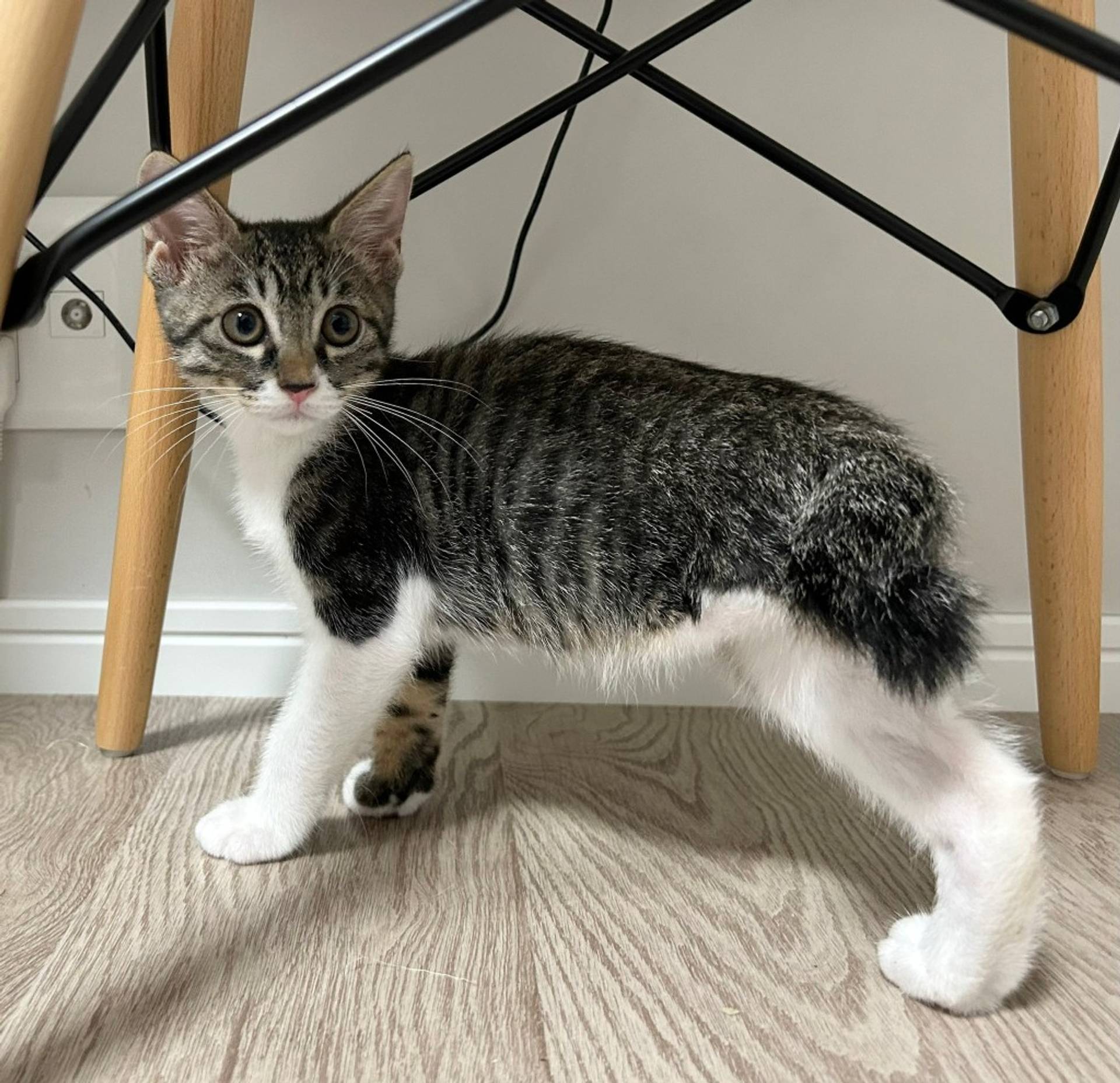 雑種（ミックス猫）・オスの里親募集の写真