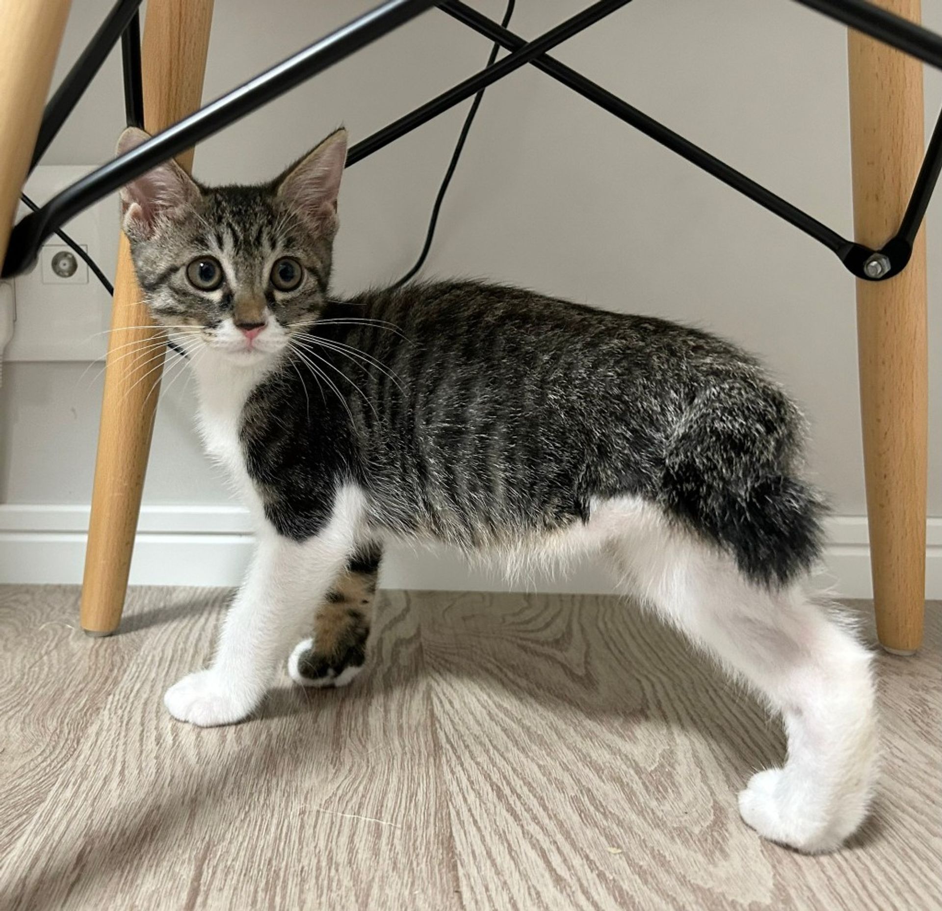 雑種（ミックス猫）・オスの里親募集の写真