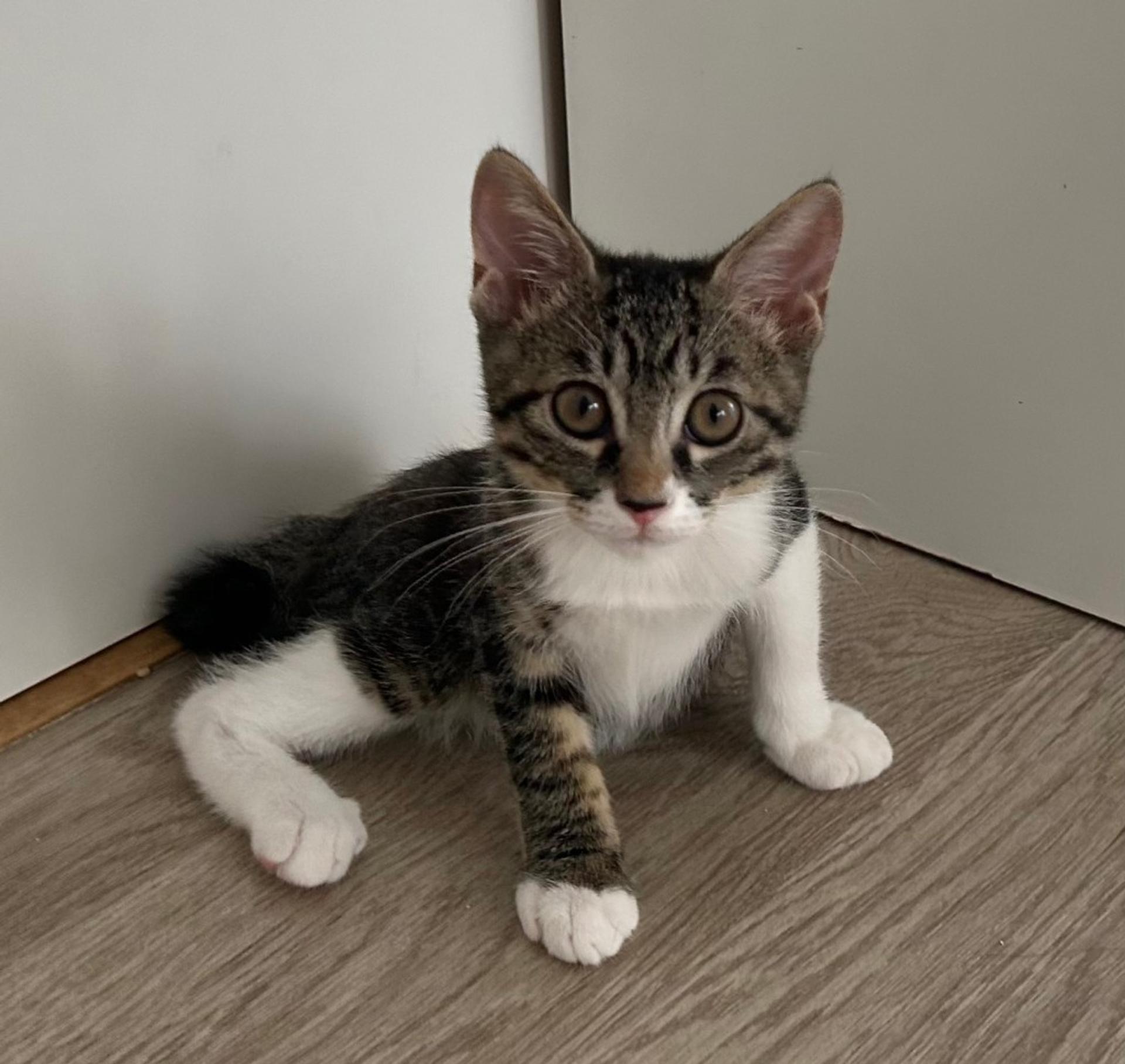 pet-image-2