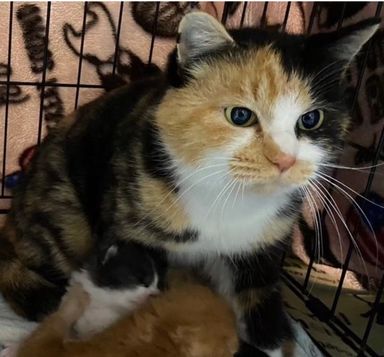 雑種（ミックス猫）・メスの里親募集の写真