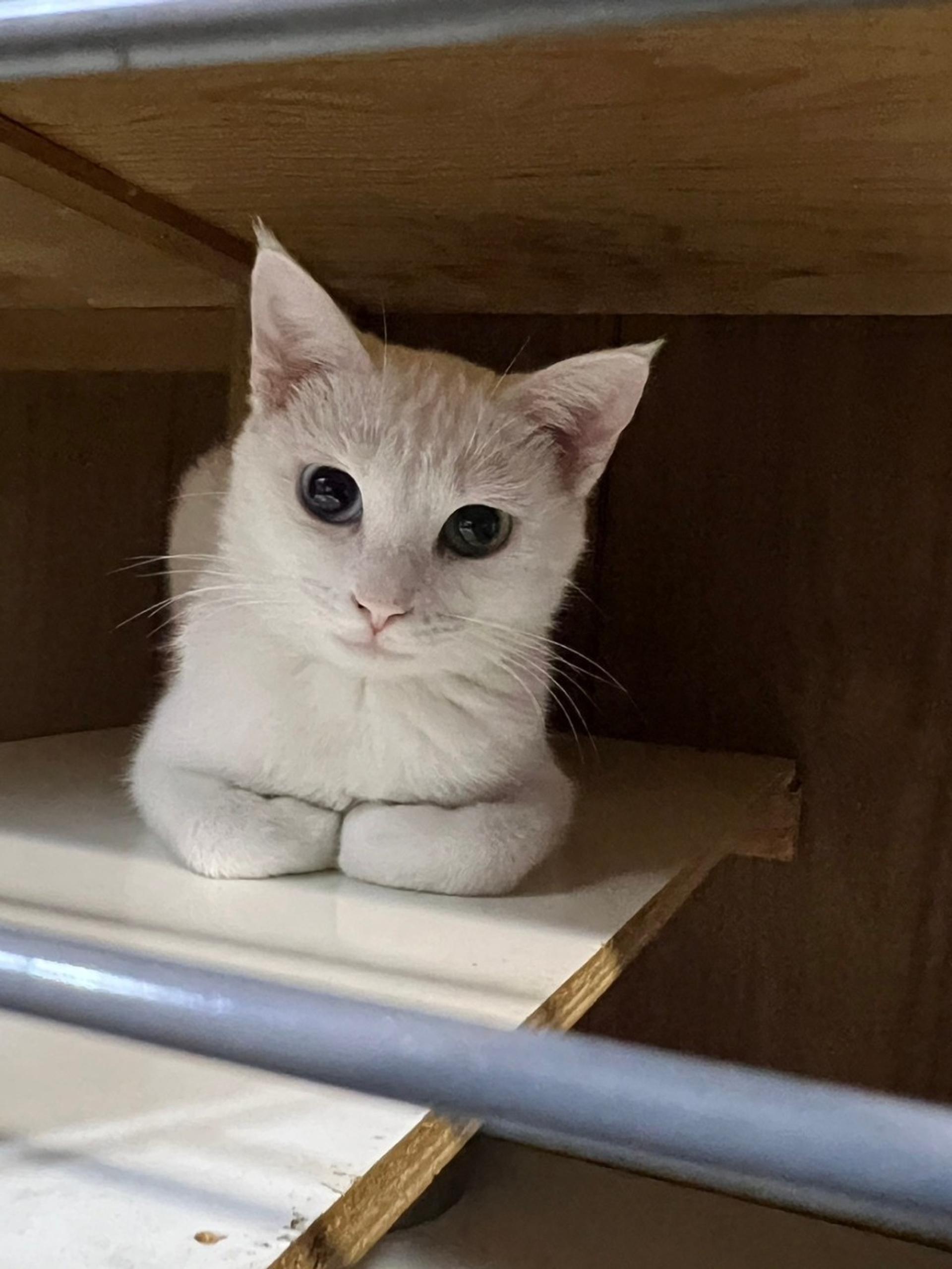 pet-image-3