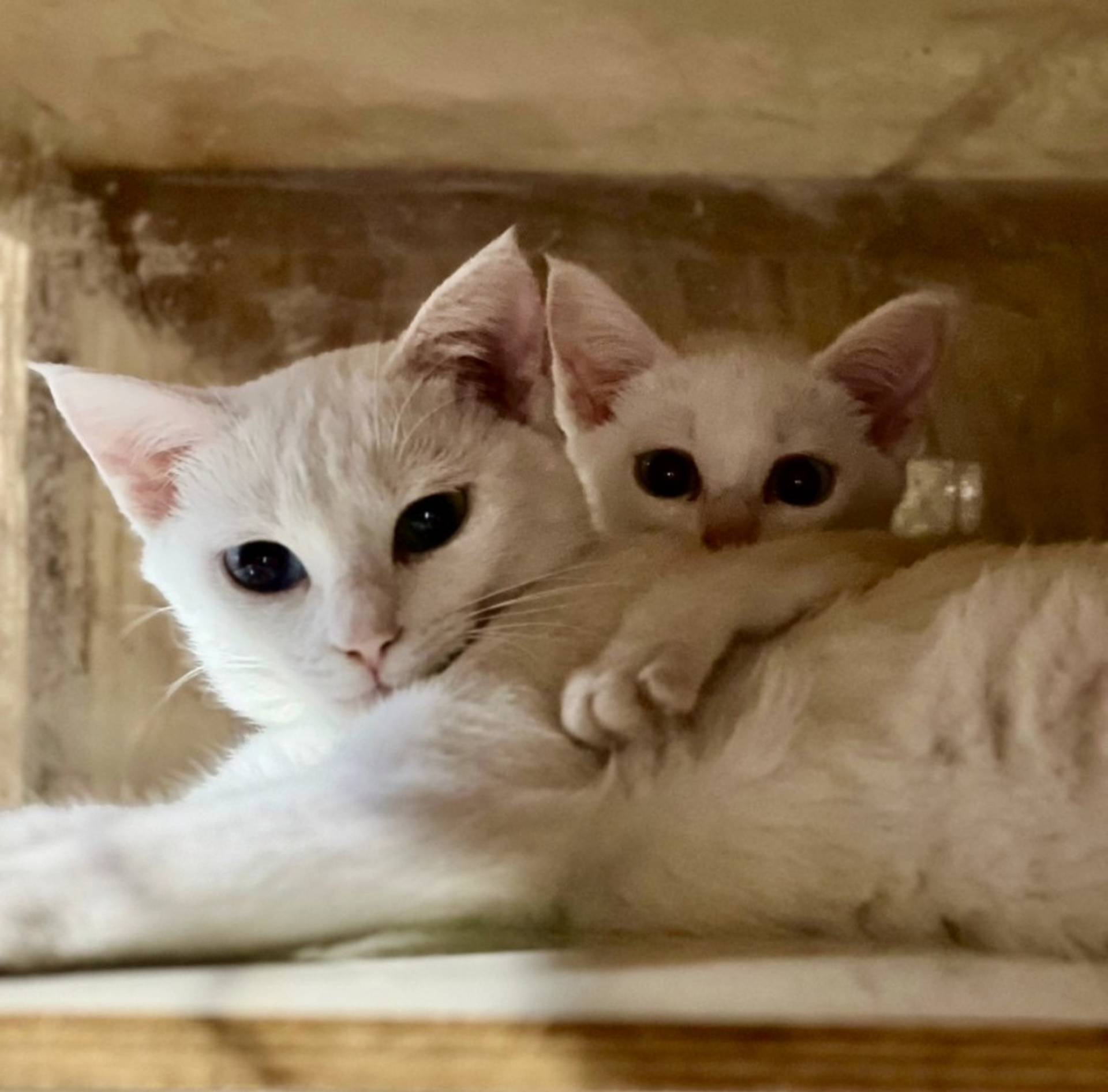 雑種（ミックス猫）・メスの里親募集の写真