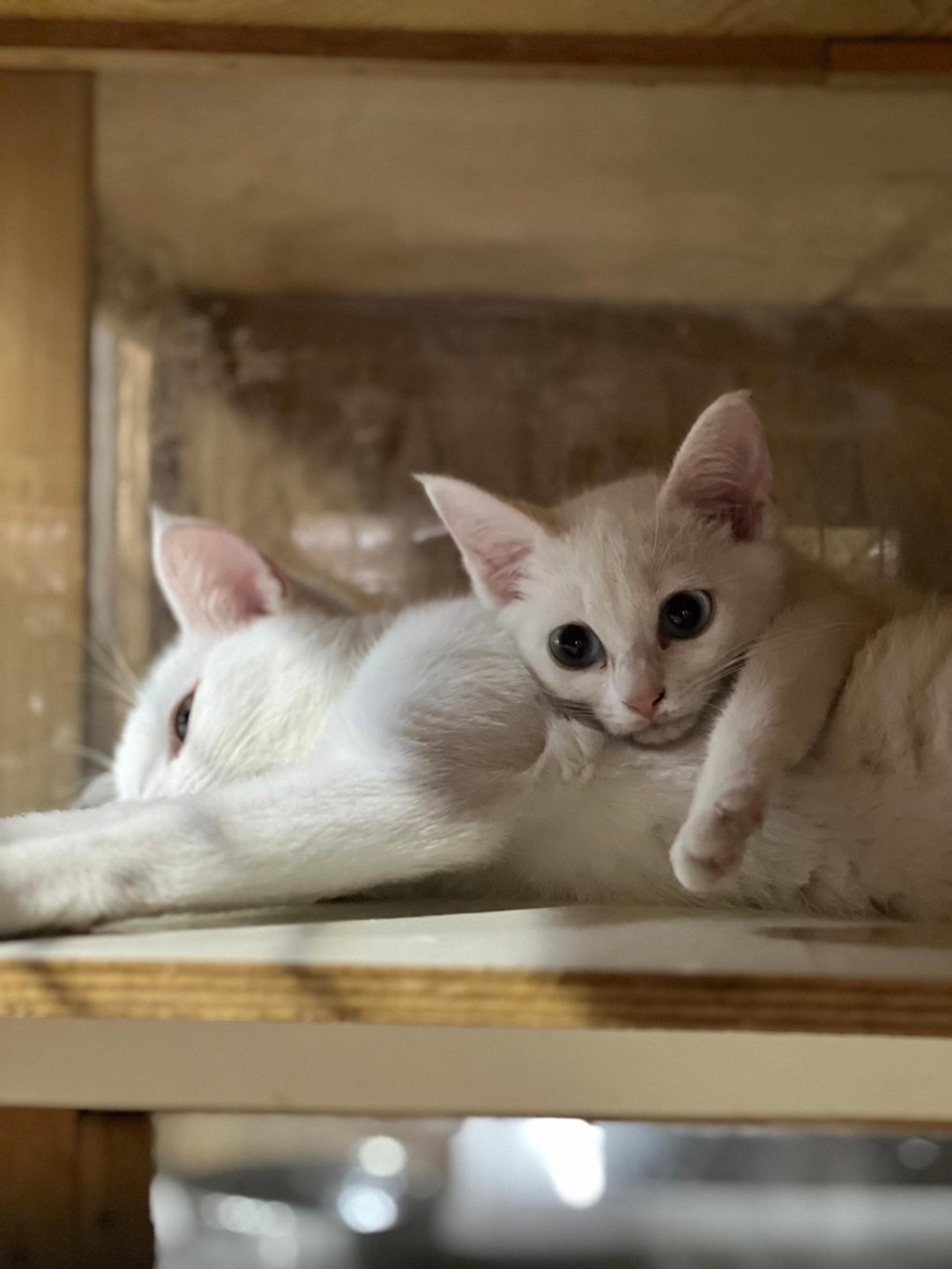 pet-image-2