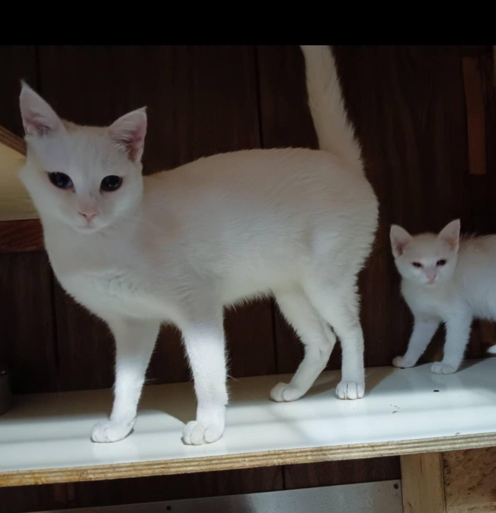 pet-image-5