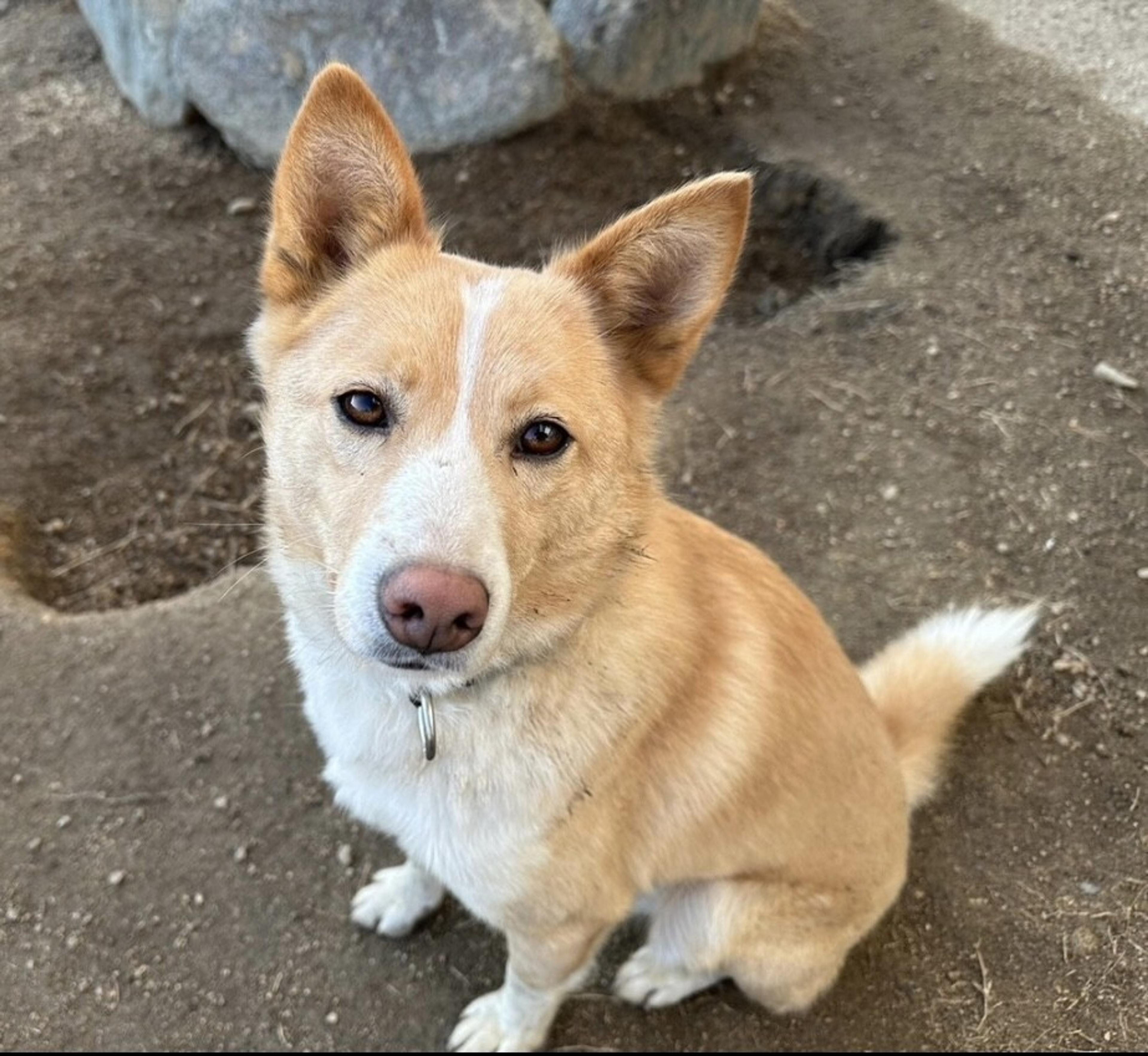 pet-image-9