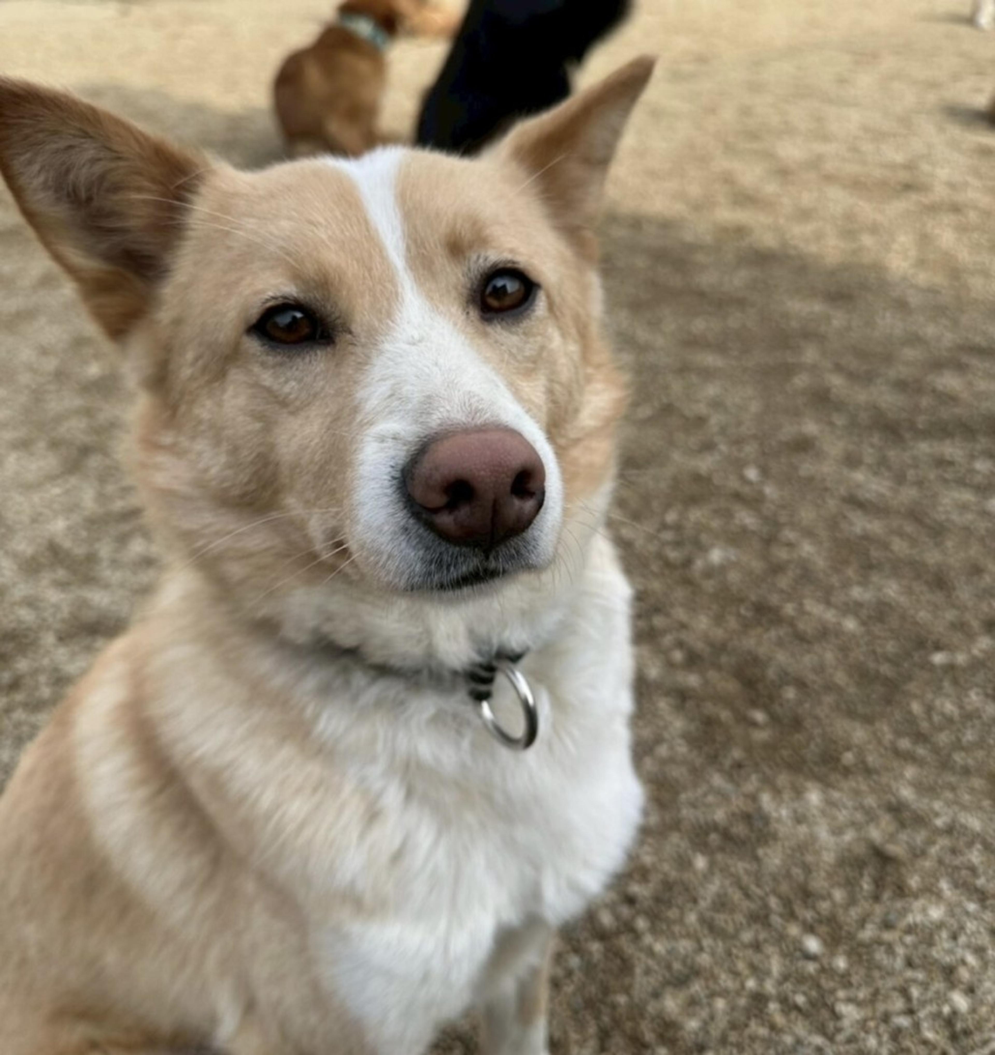 pet-image-10