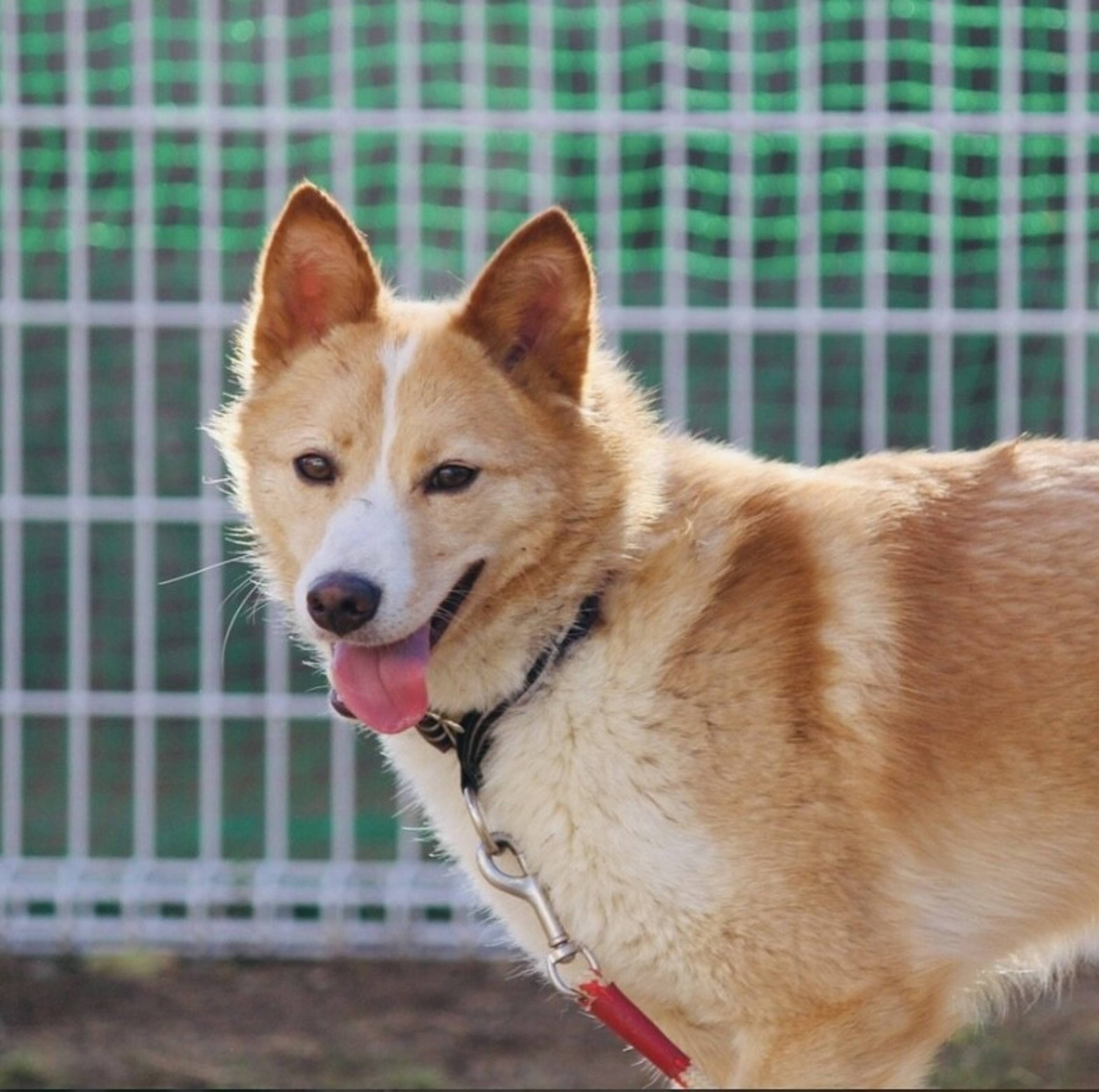 雑種（ミックス犬）・オスの里親募集の写真